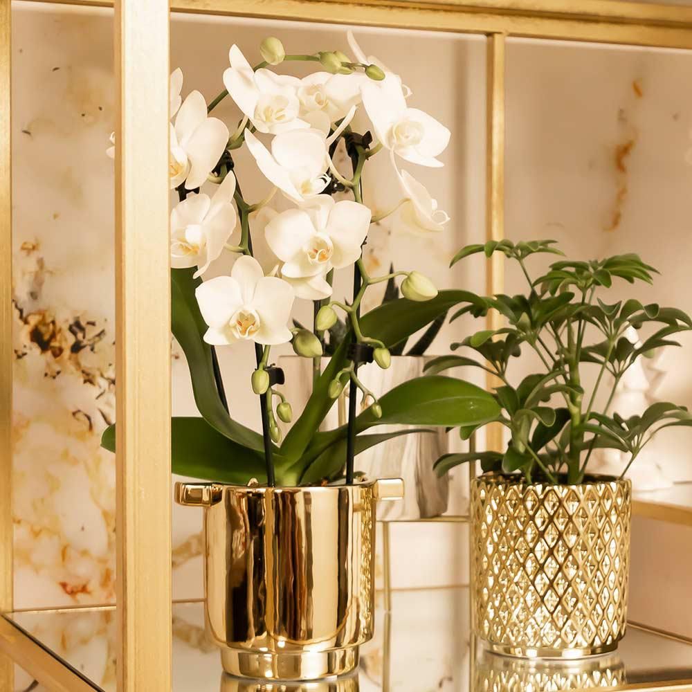 Phalaenopsis Orchidee Niagara Fall weiß
