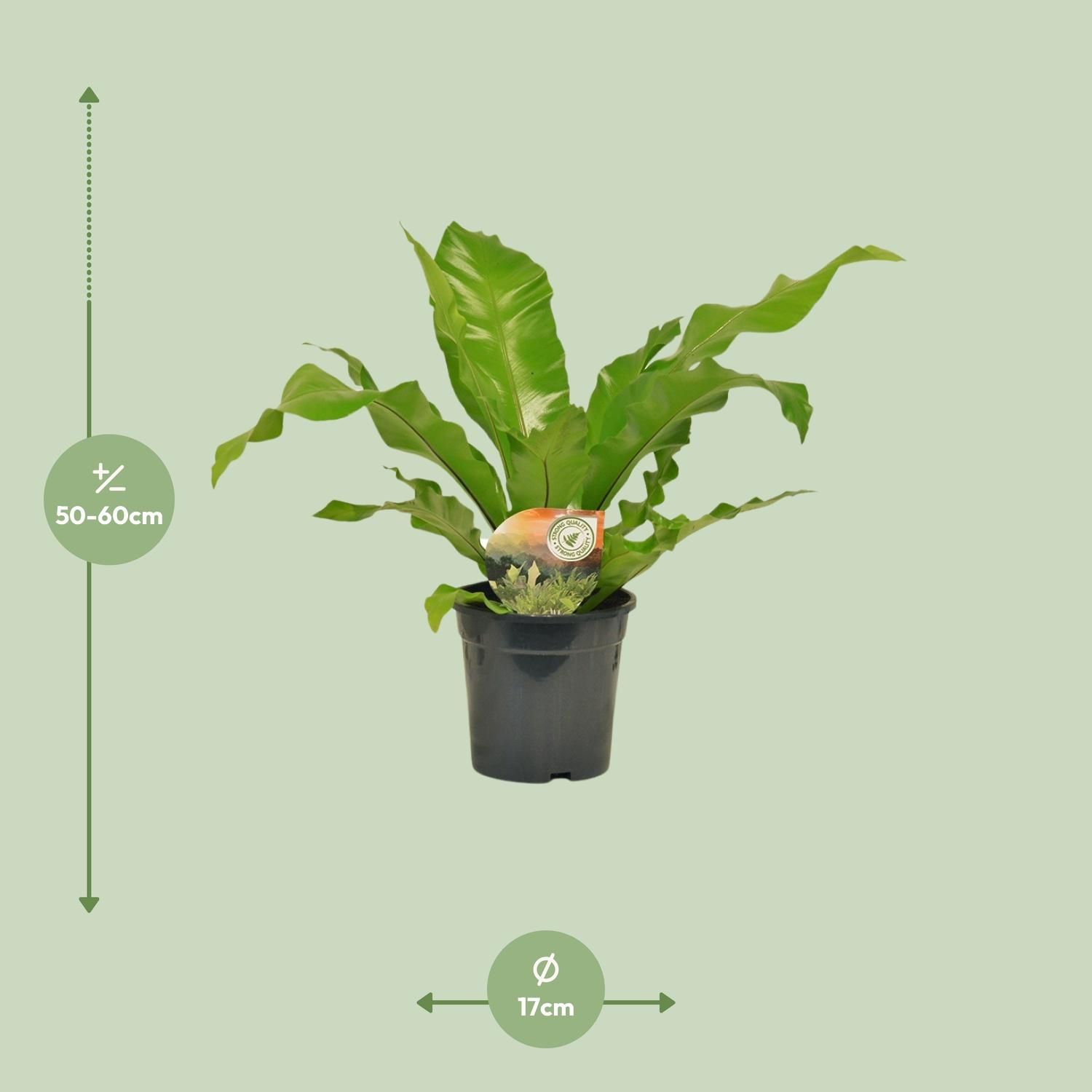 Asplenium Nidus Zimmerfarn