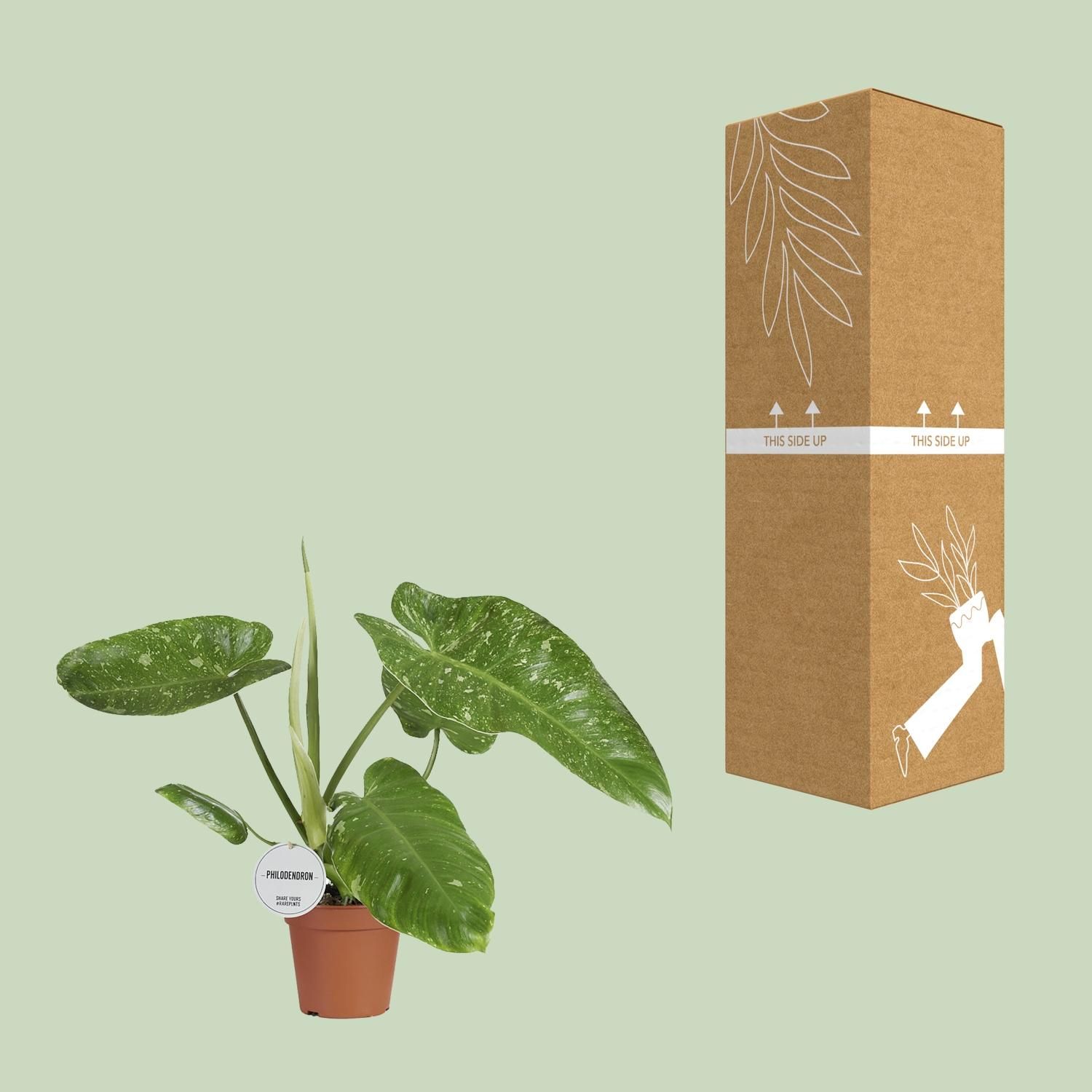 Philodendron Jose Buono – XL Größe – Beliebte Zimmerpflanze