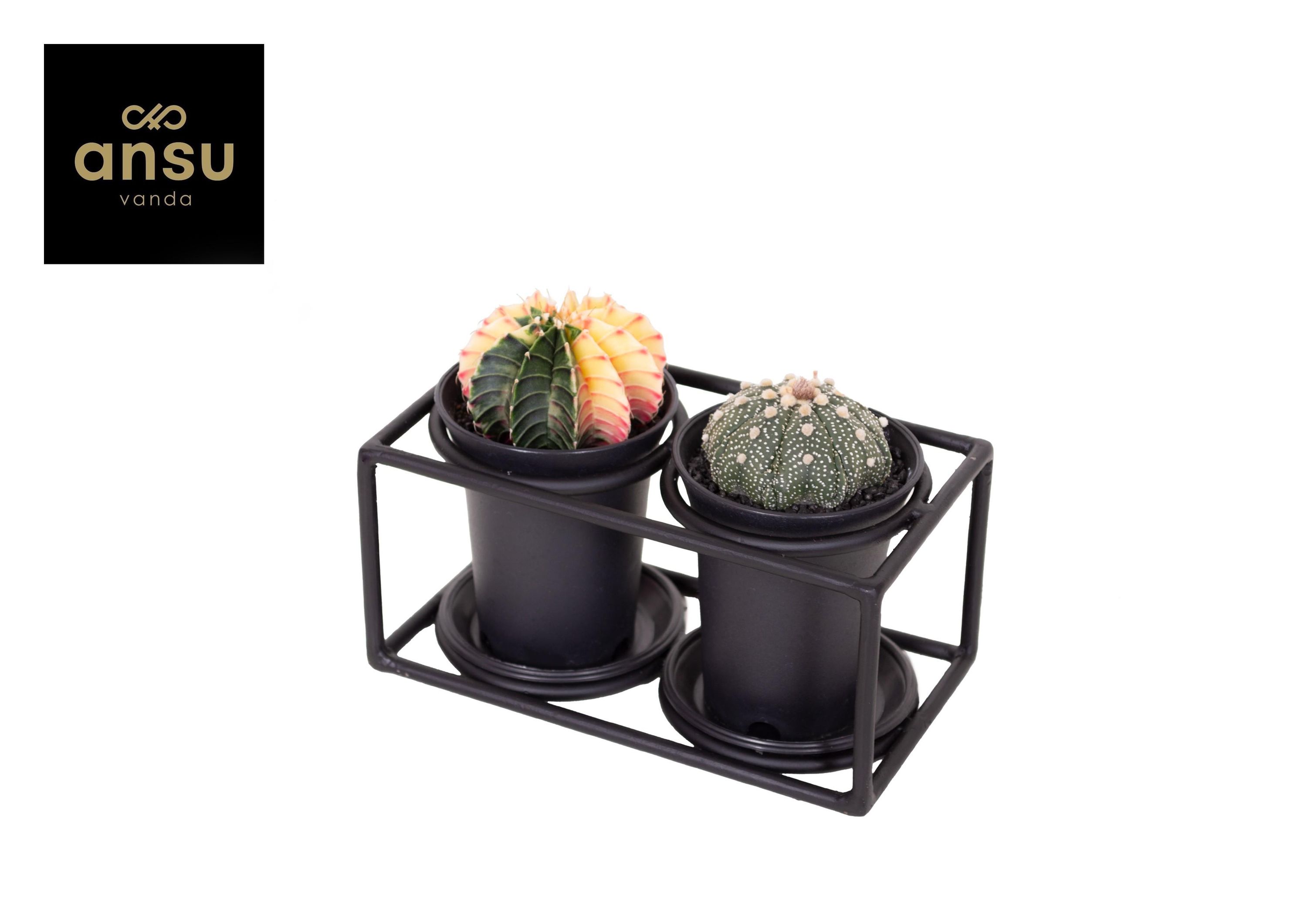 Kaktus Duo im Design Rahmen – Ø17cm – ↕12cm