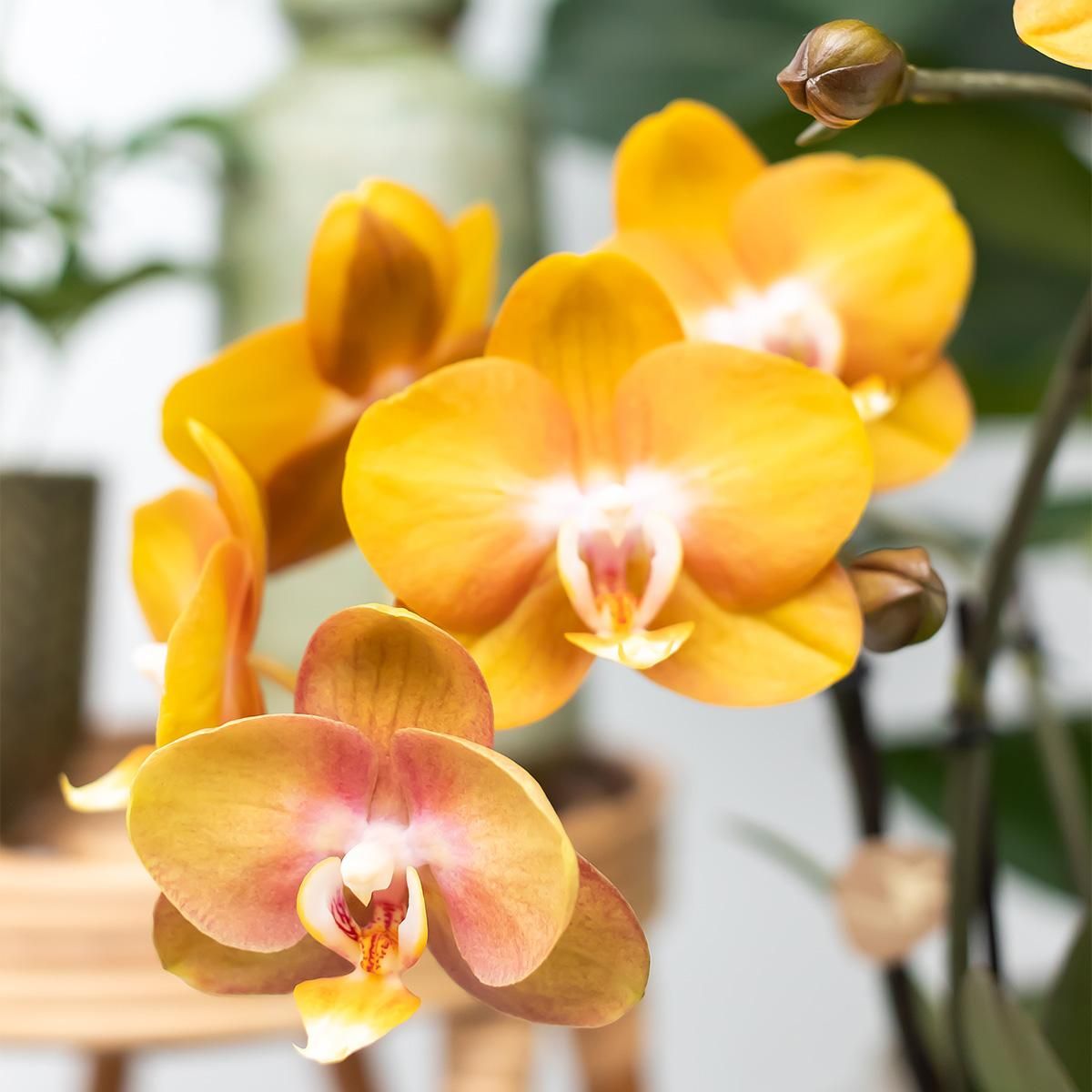 Kolibri Orchideen Überraschungsbox Mix