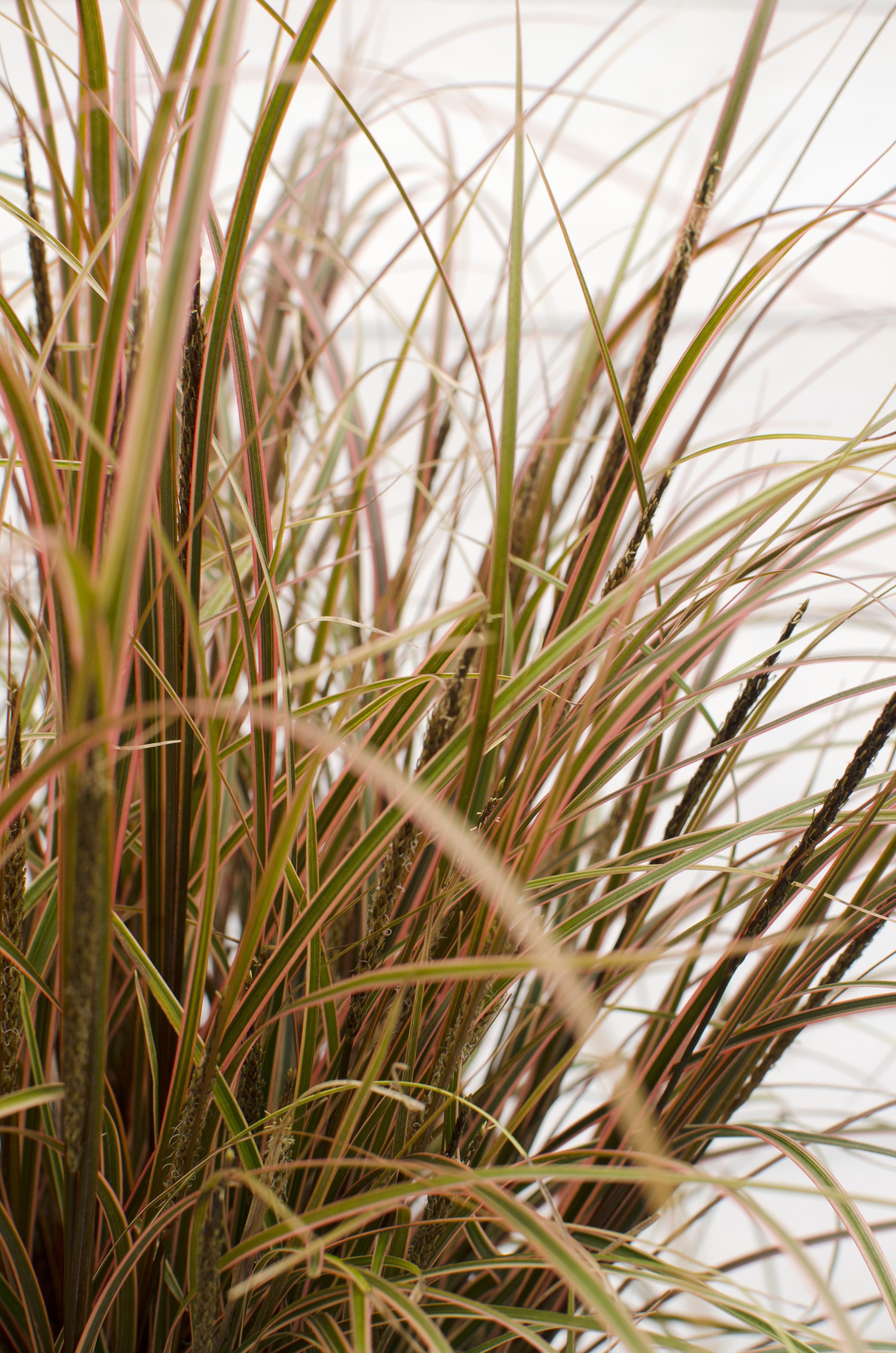 Uncinia rubra Everflame Rote Zegge Gras