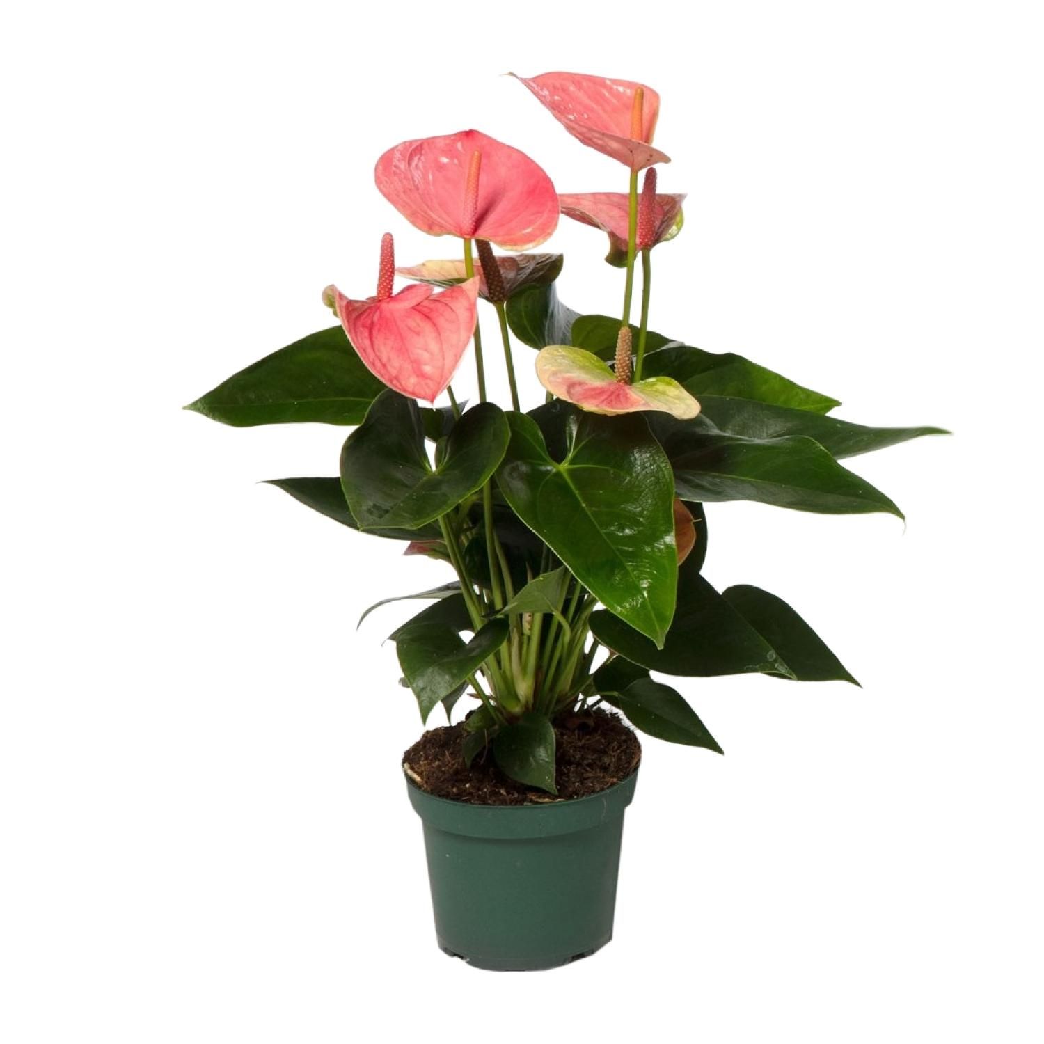Anthurium Sweet Dream – Ø12cm – Höhe ca. 35cm