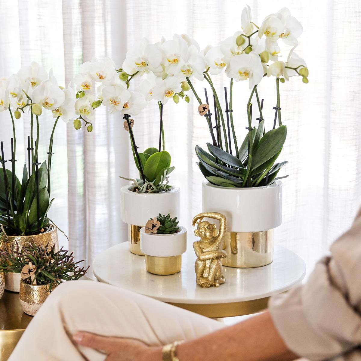 Phalaenopsis Amabilis Orchidee in Gold-Weißem Keramiktopf