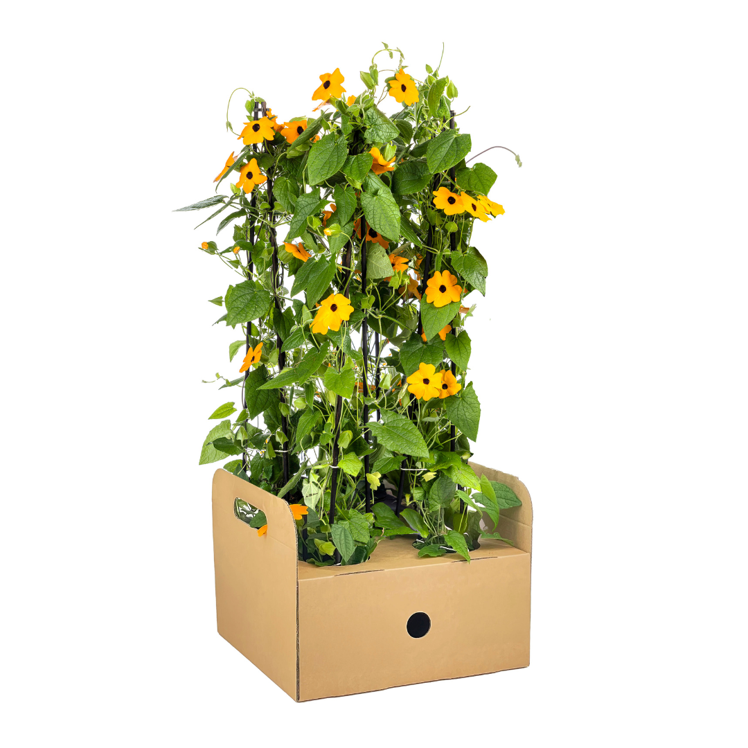 4x Thunbergia alata | Schwarzäugige Susanne | Hängepflanze | Ø13cm Topf