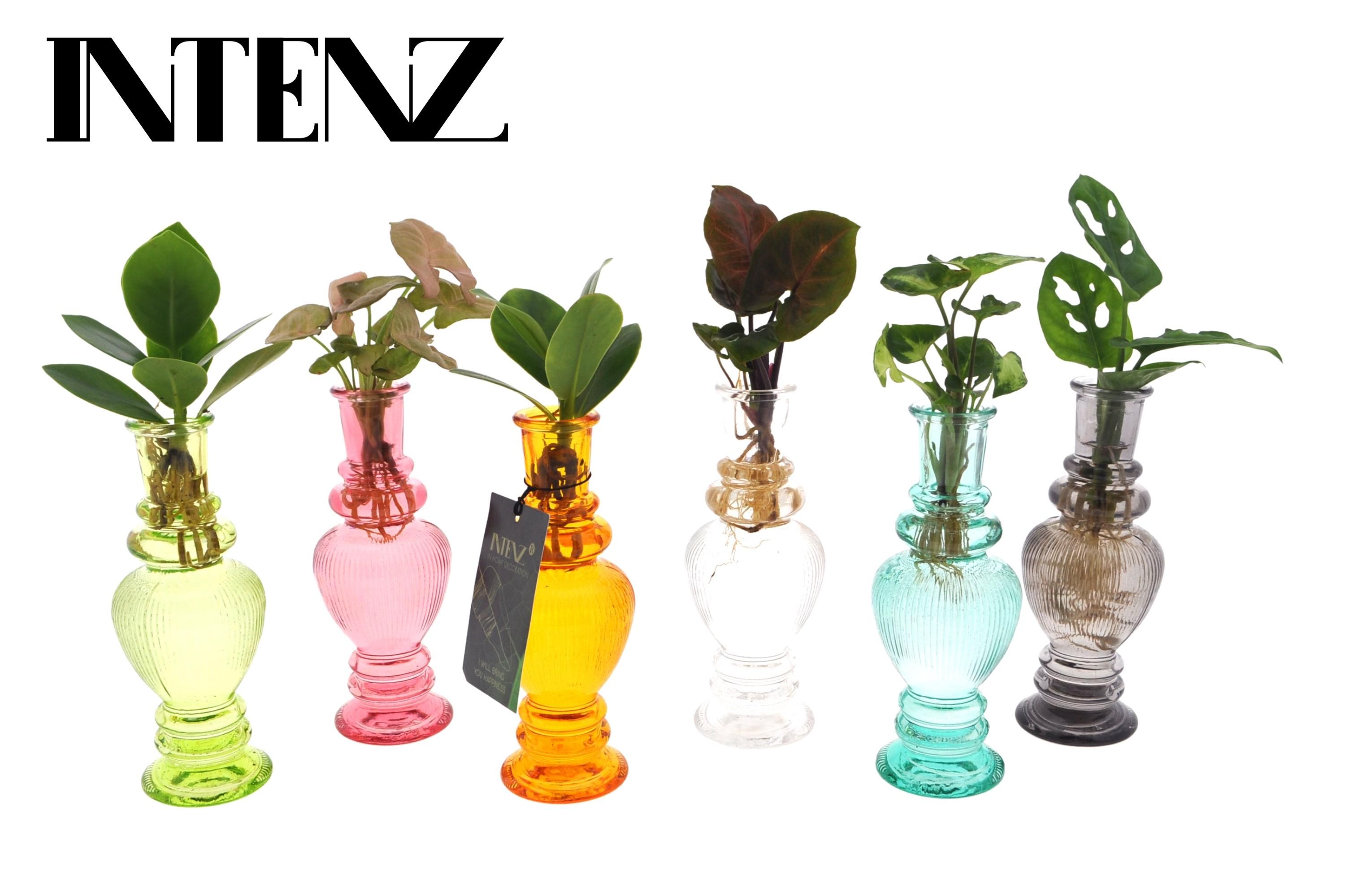 Zimmerpflanzen Mix im Venice Glas – 6 Stück – Ø7cm – ↕20cm