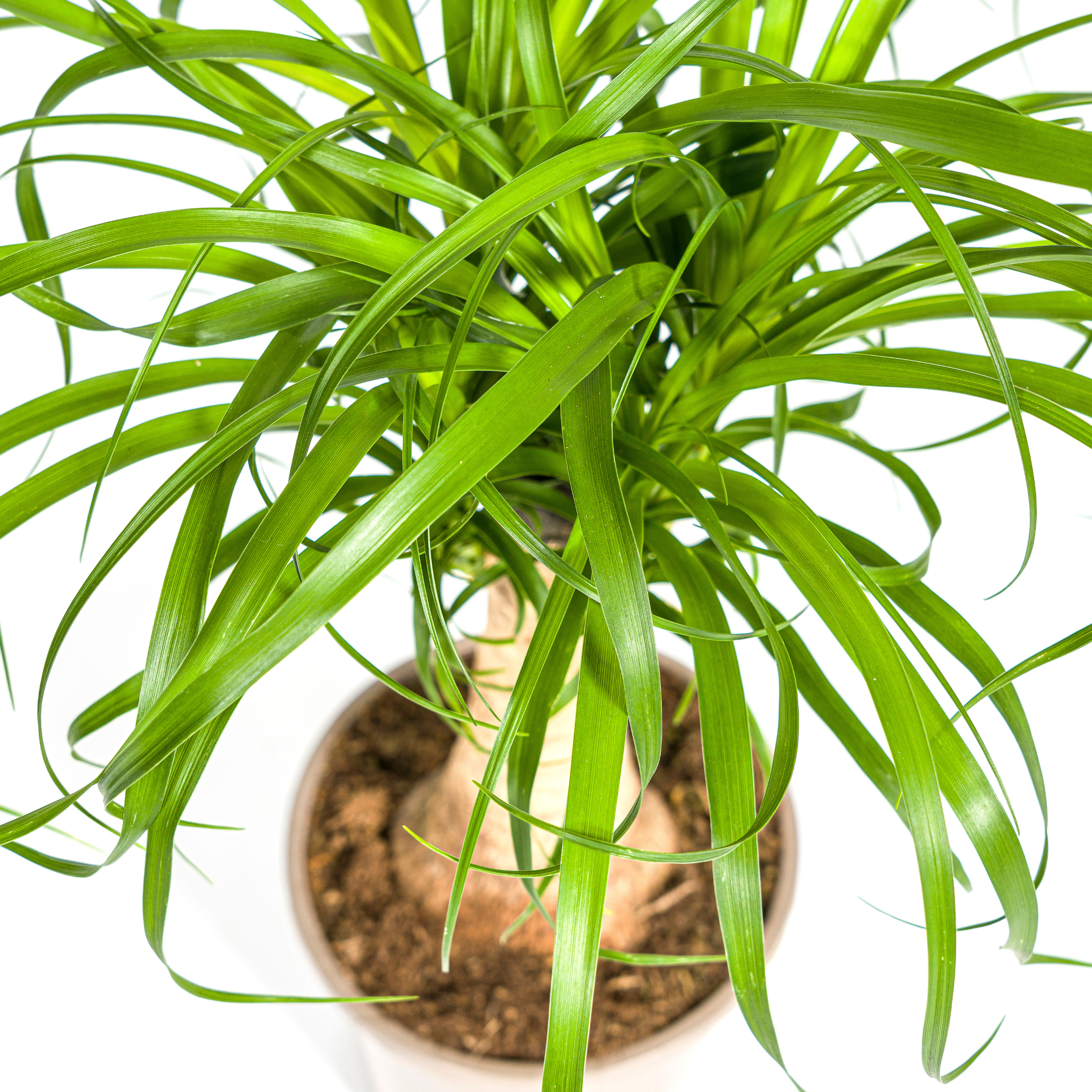 Beaucarnea Recurvata – robuster Stamm – Ø 17 cm Topf