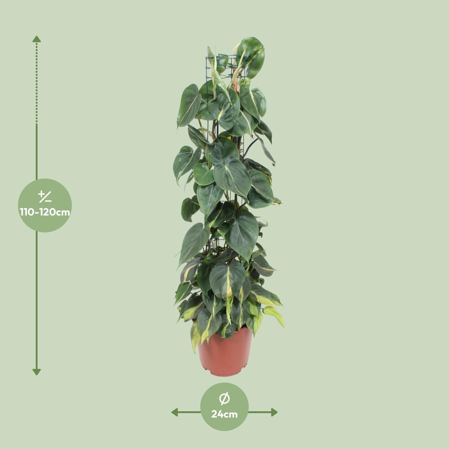 Philodendron Scandens Brasil Zimmerpflanze
