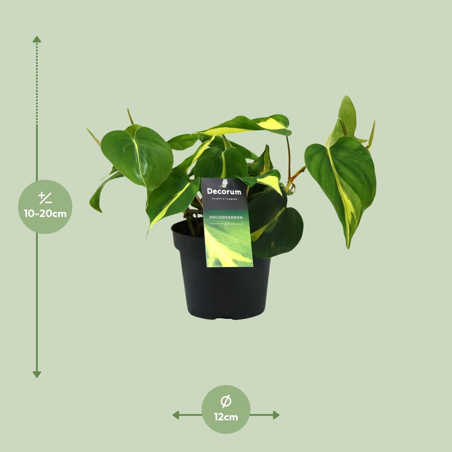 Philodendron Brasil Scandens Premium Zimmerpflanze