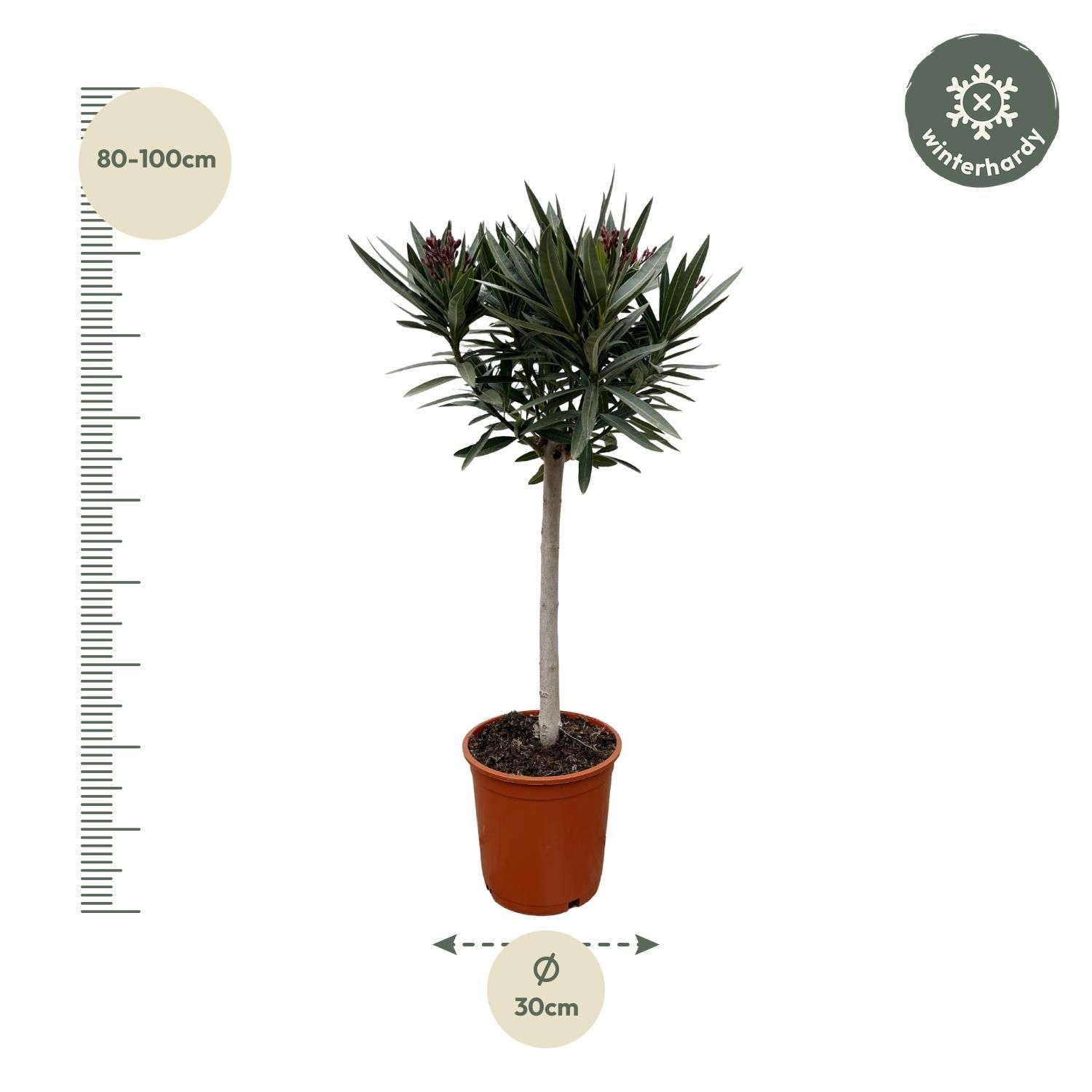 Nerium Oleander auf Stamm mit duftenden Blüten