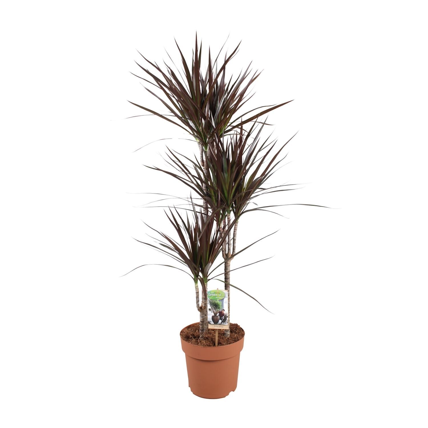 Drachenbaum Magenta - stilvolle Zimmerpflanze
