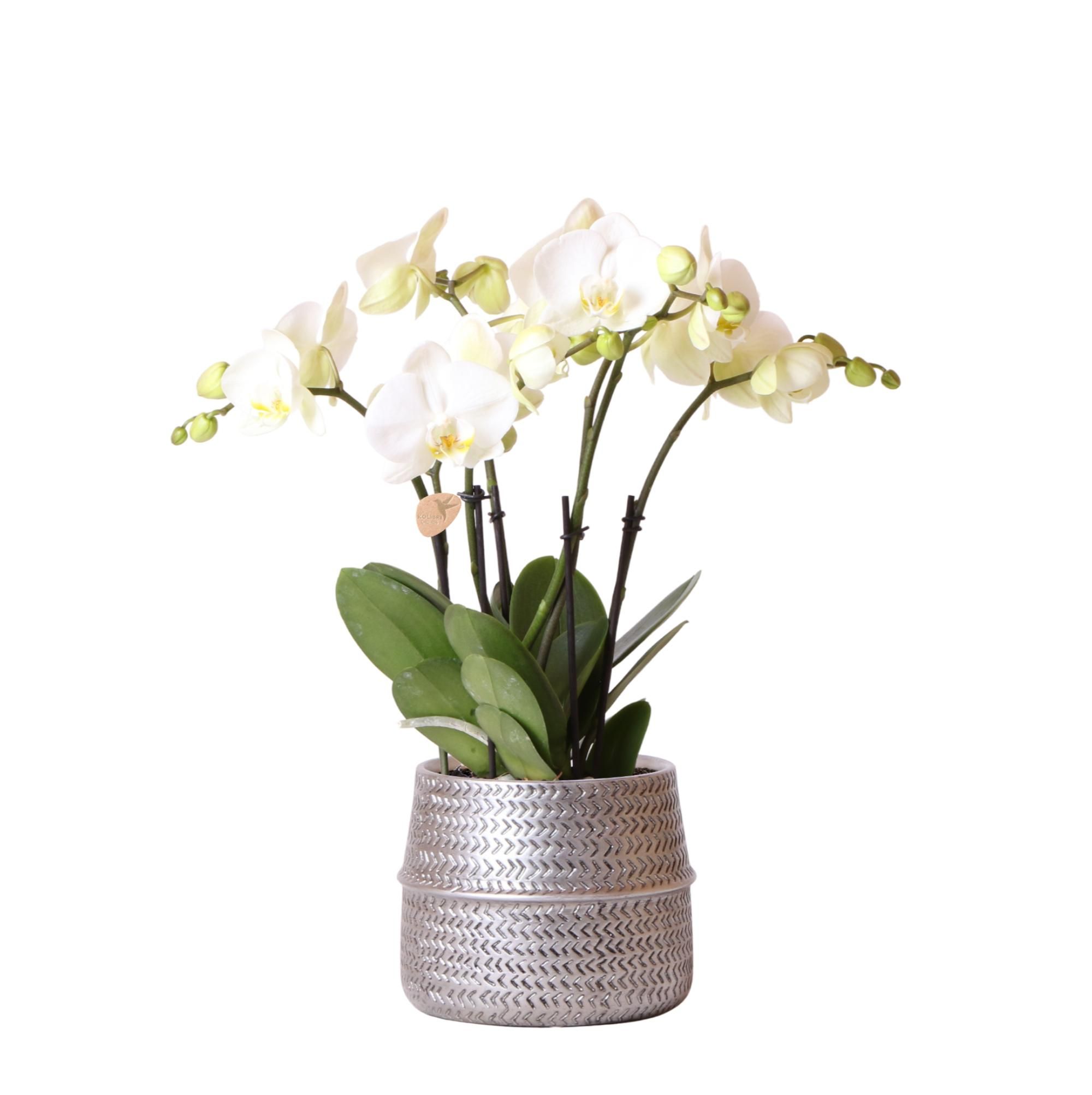 Phalaenopsis Orchidee in silbernem Groove-Dekotopf