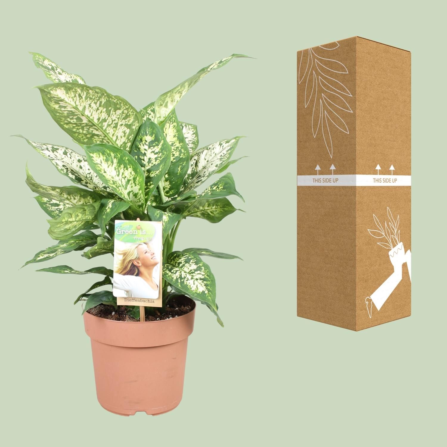Dieffenbachia Compacta Zimmerpflanze