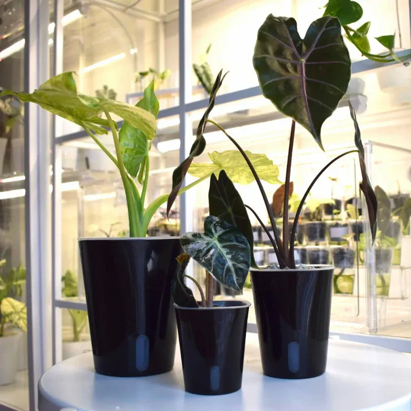 Self-watering pot with transparent insert for root control (planter colour:white, pot diameter in cm:9.5, height in cm:9.5)