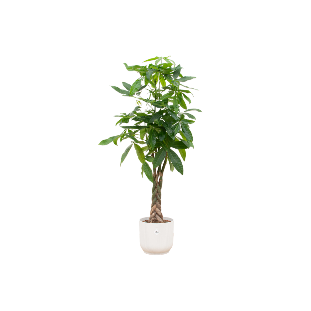 Pachira Aquatica Geldbaum mit elegantem elho Vibes Fold Round Übertopf