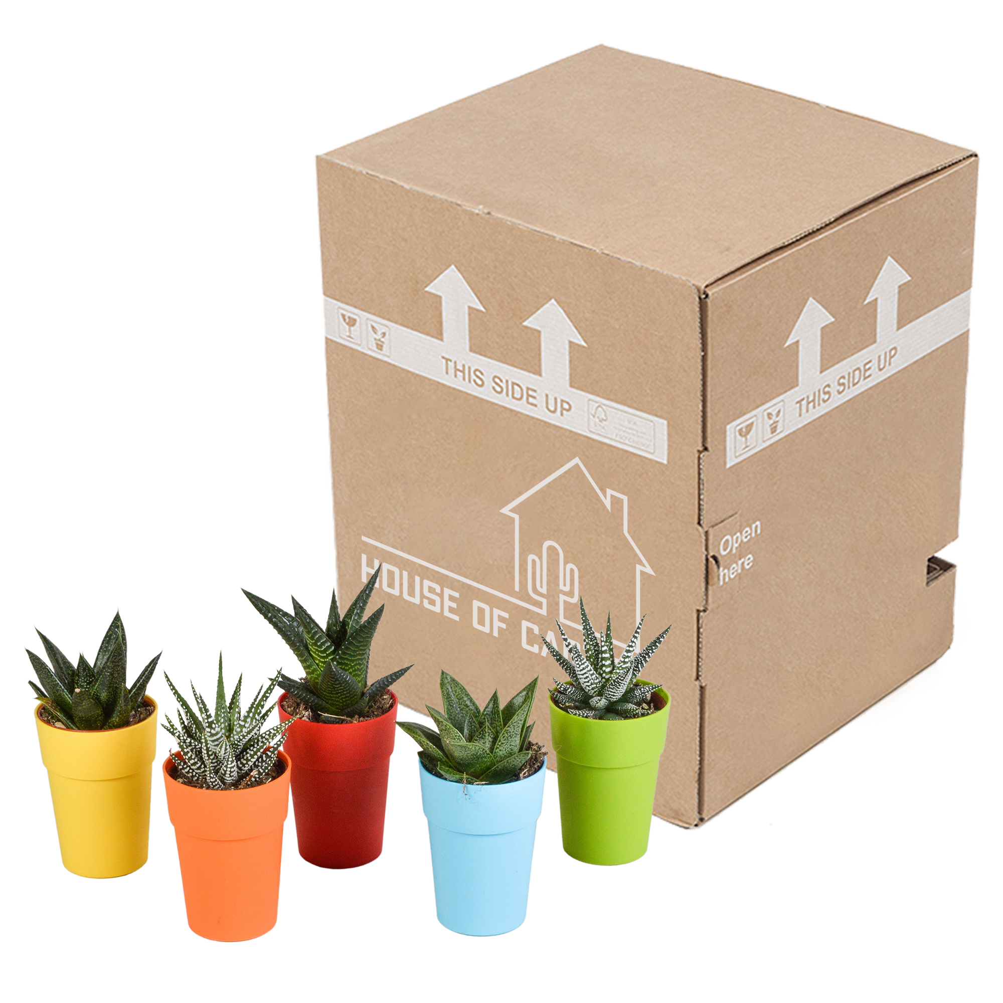 Gasteria und Haworthia Mix in farbigem Kunststofftopf
