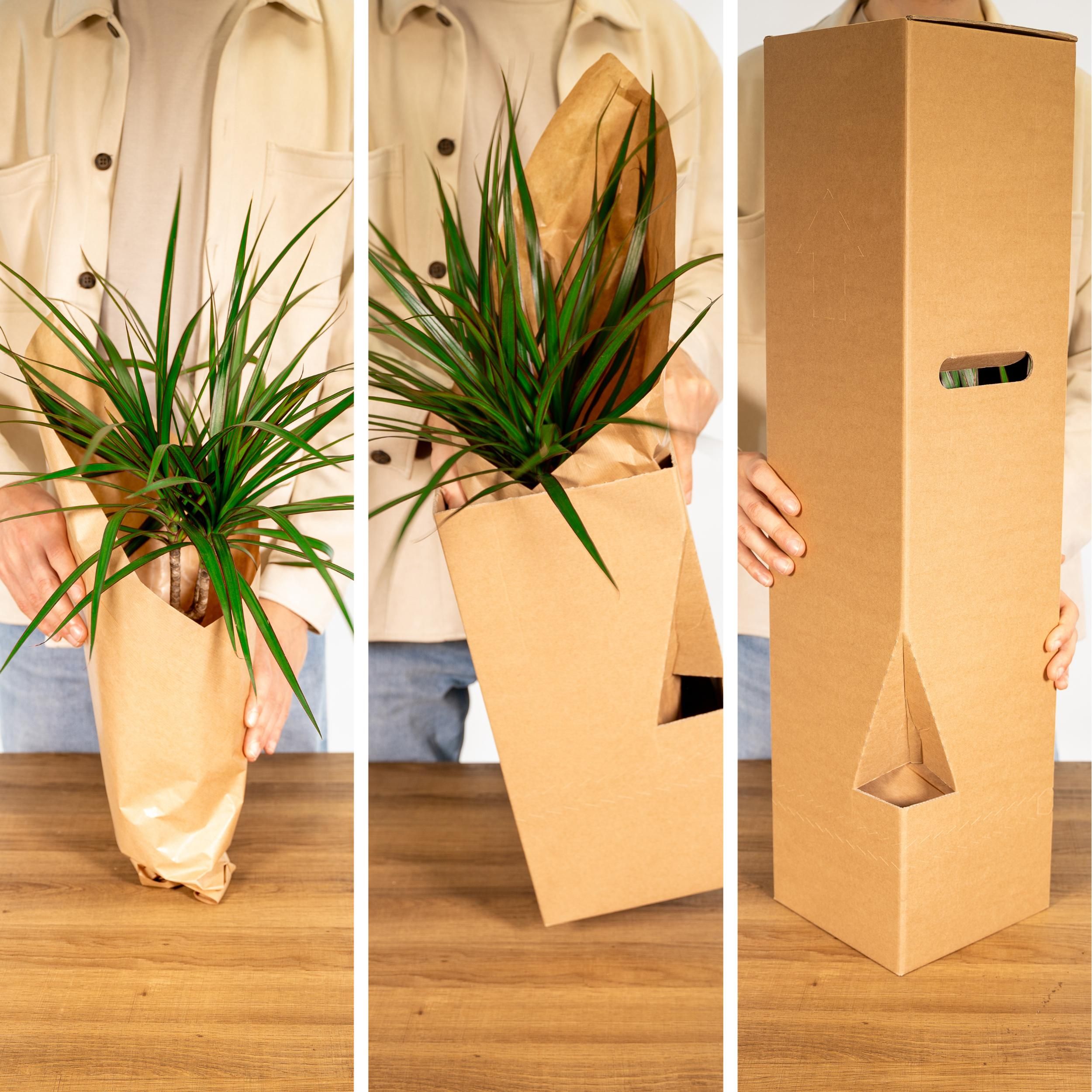 Überraschungsbox mit einzigartiger Pflanze