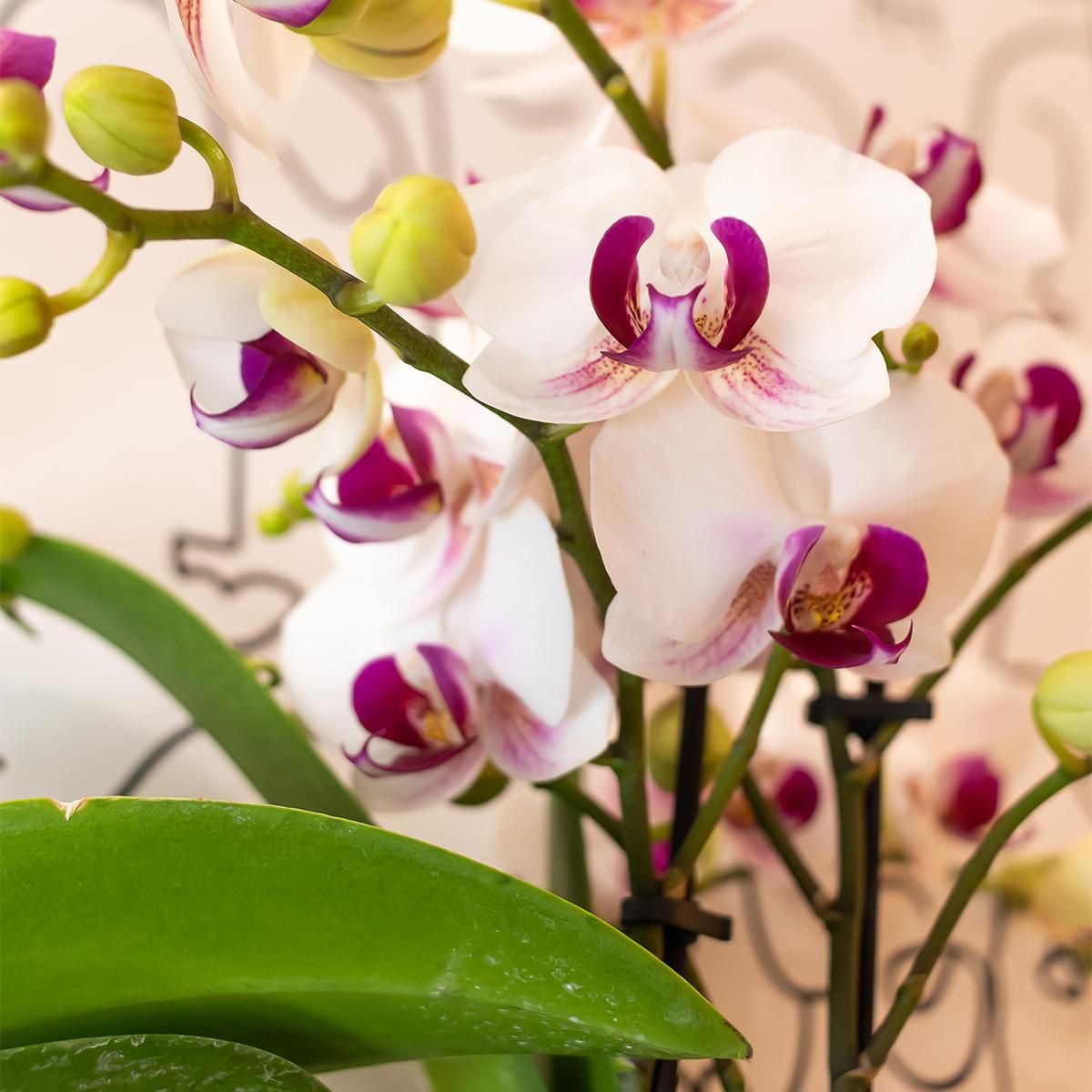 Weiße Phalaenopsis Orchidee Mineral Gibraltar