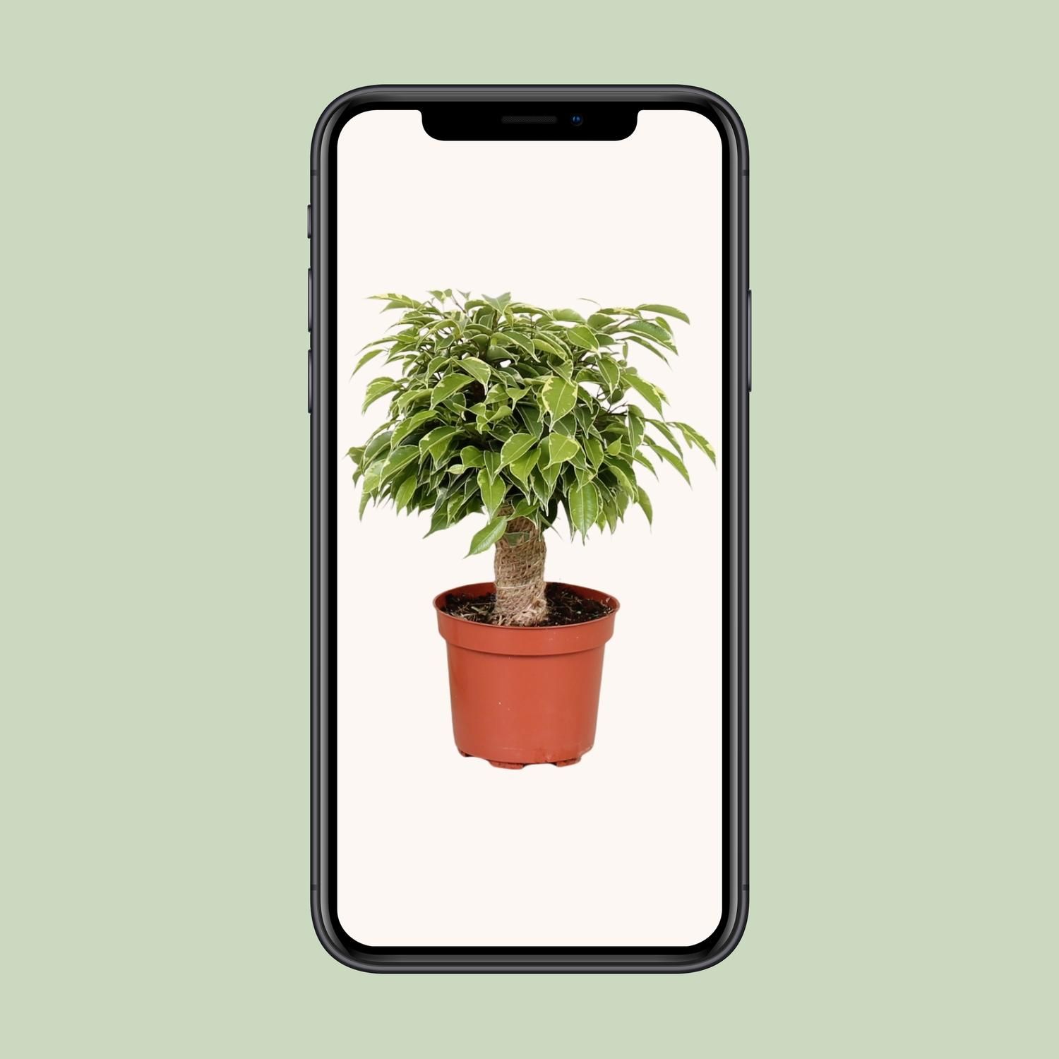 Ficus Benjamina Kinky Elegante Zimmerpflanze