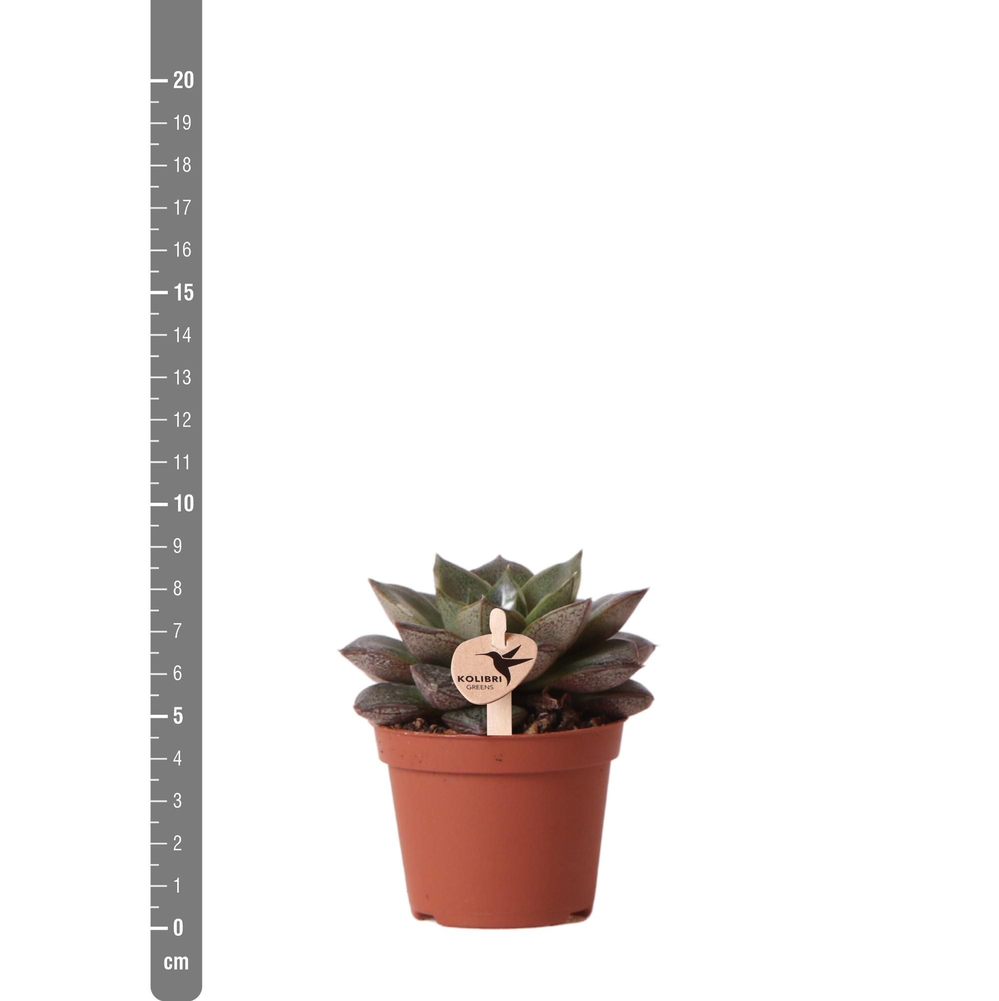 Echeveria Purpusorum Sukkulente Zimmerpflanze