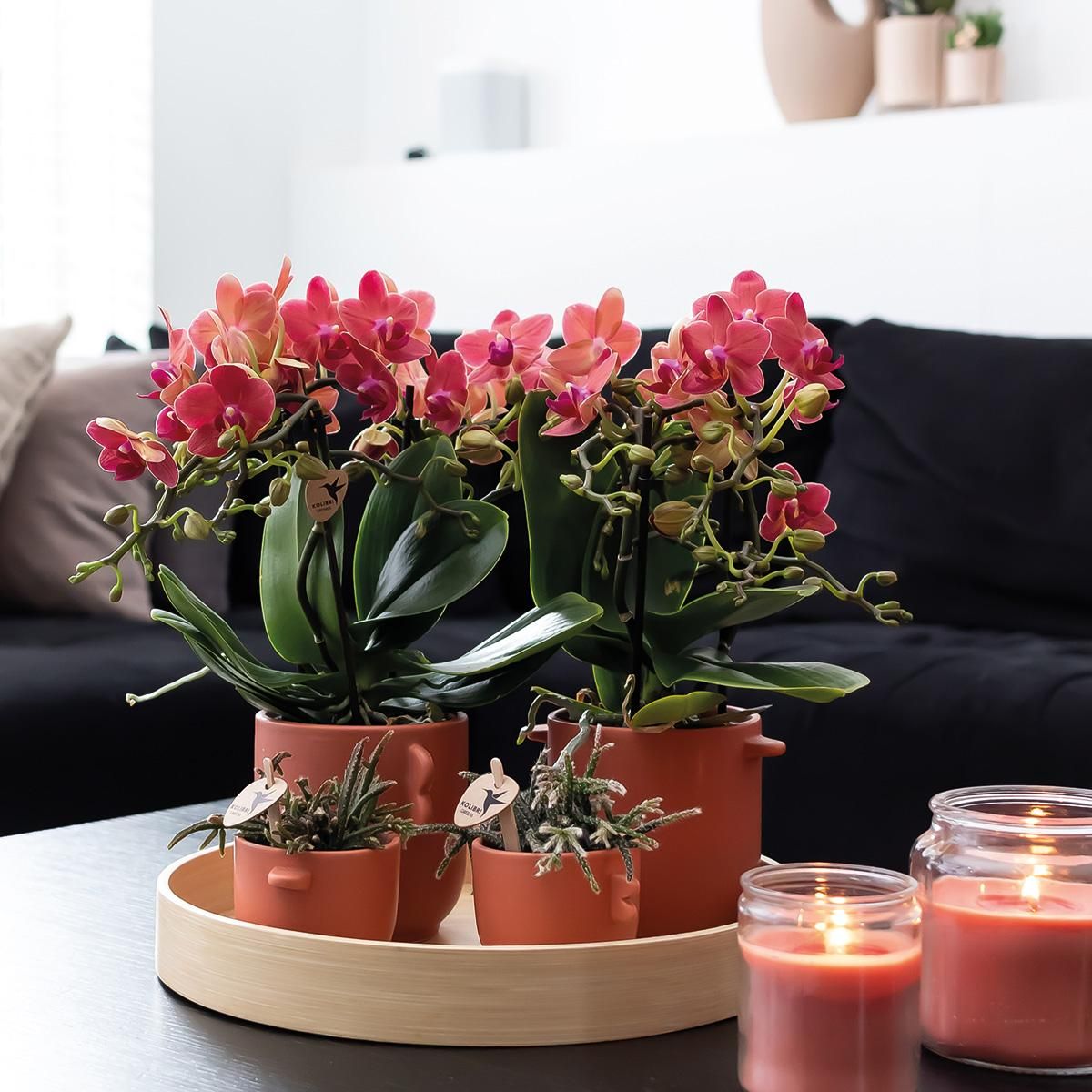 Phalaenopsis Orchidee Kongo Rot im 2er Set