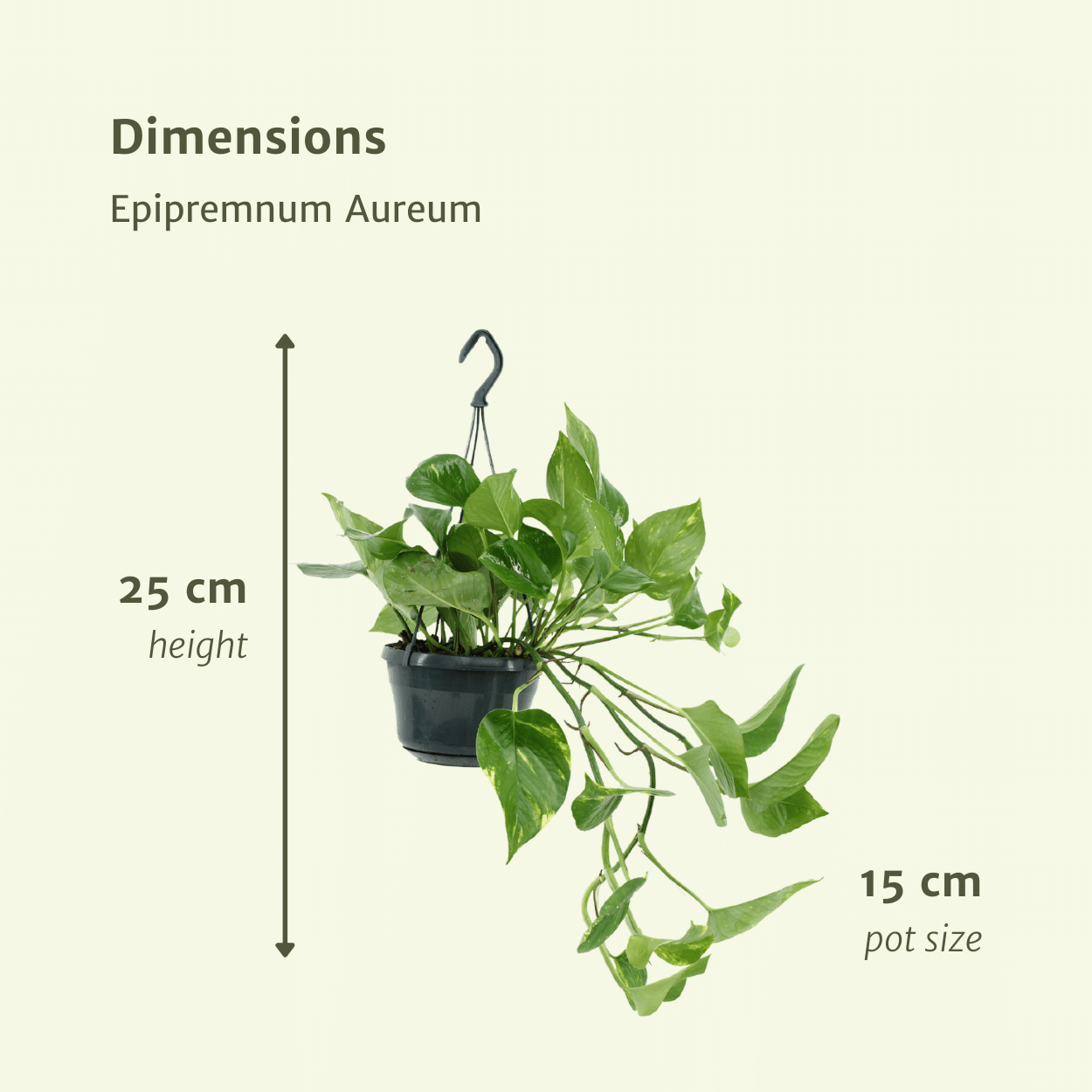 Epipremnum Aureum – Robust und Vielseitig