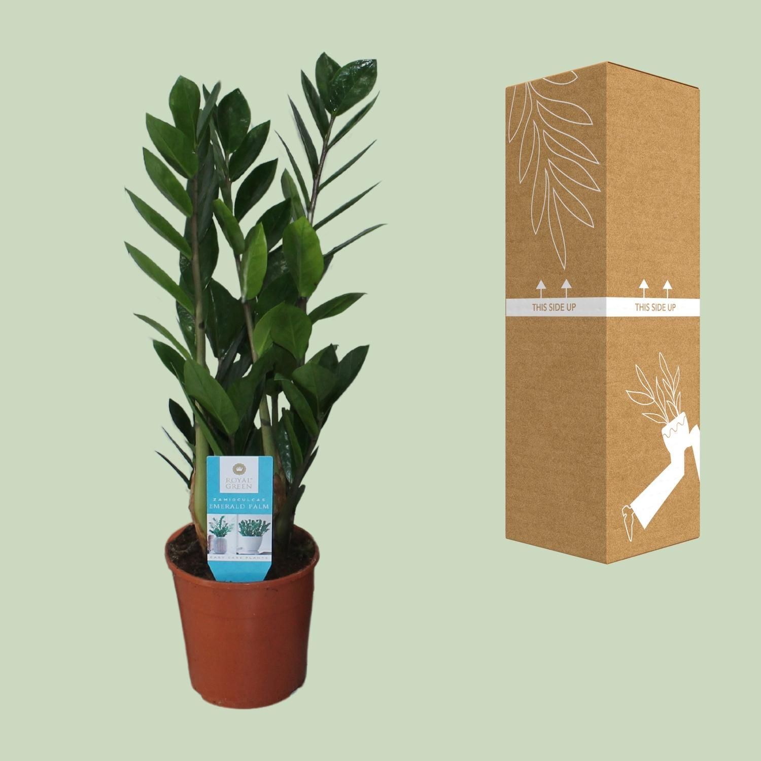 Zamioculcas Zimmerpflanze mit Glänzenden Blättern