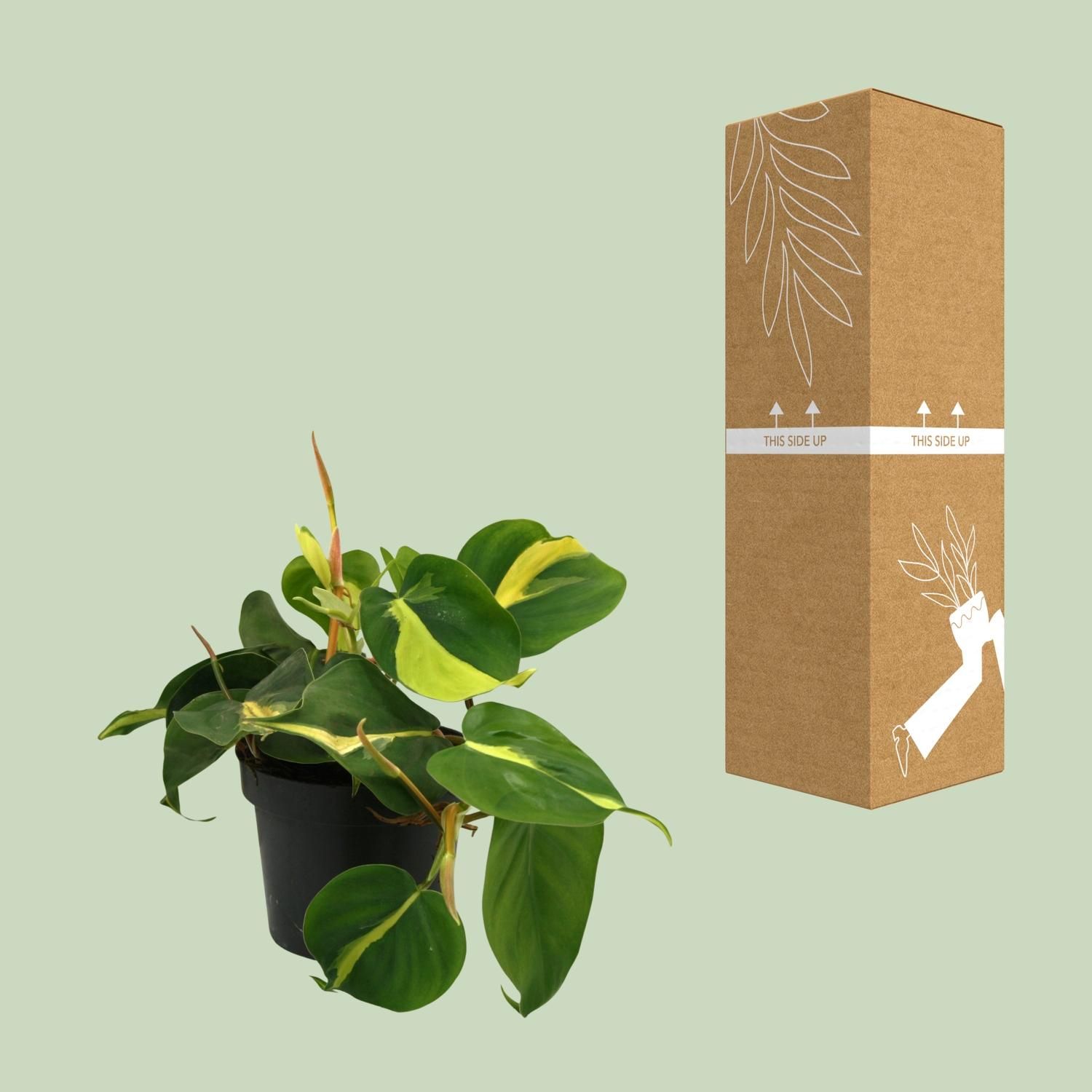 Lophospermum Brasil Scandens Kletterpflanze