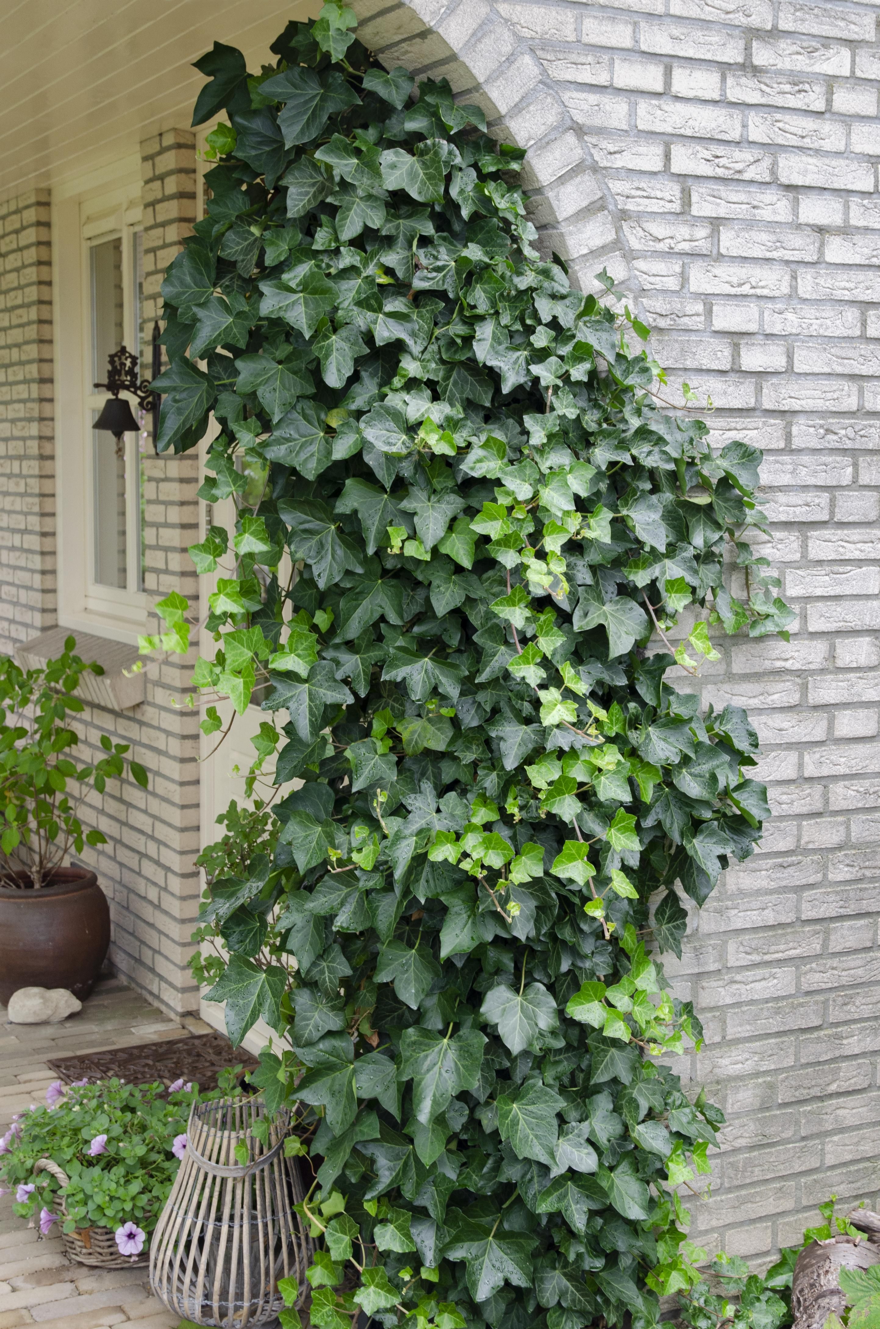 Efeu Hedera helix Kletterpflanze