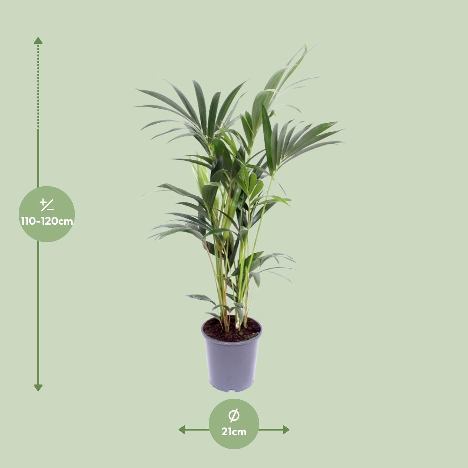 Kentia-Palme Howea Forsteriana - elegante Zimmerpflanze