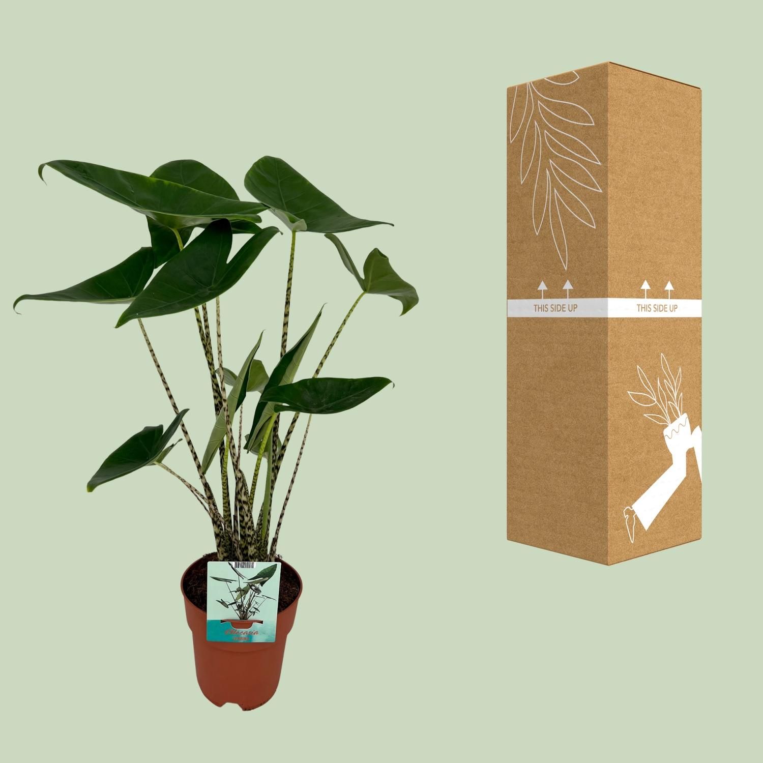 Alocasia Zebrina - Elegante Elefantenohr Pflanze