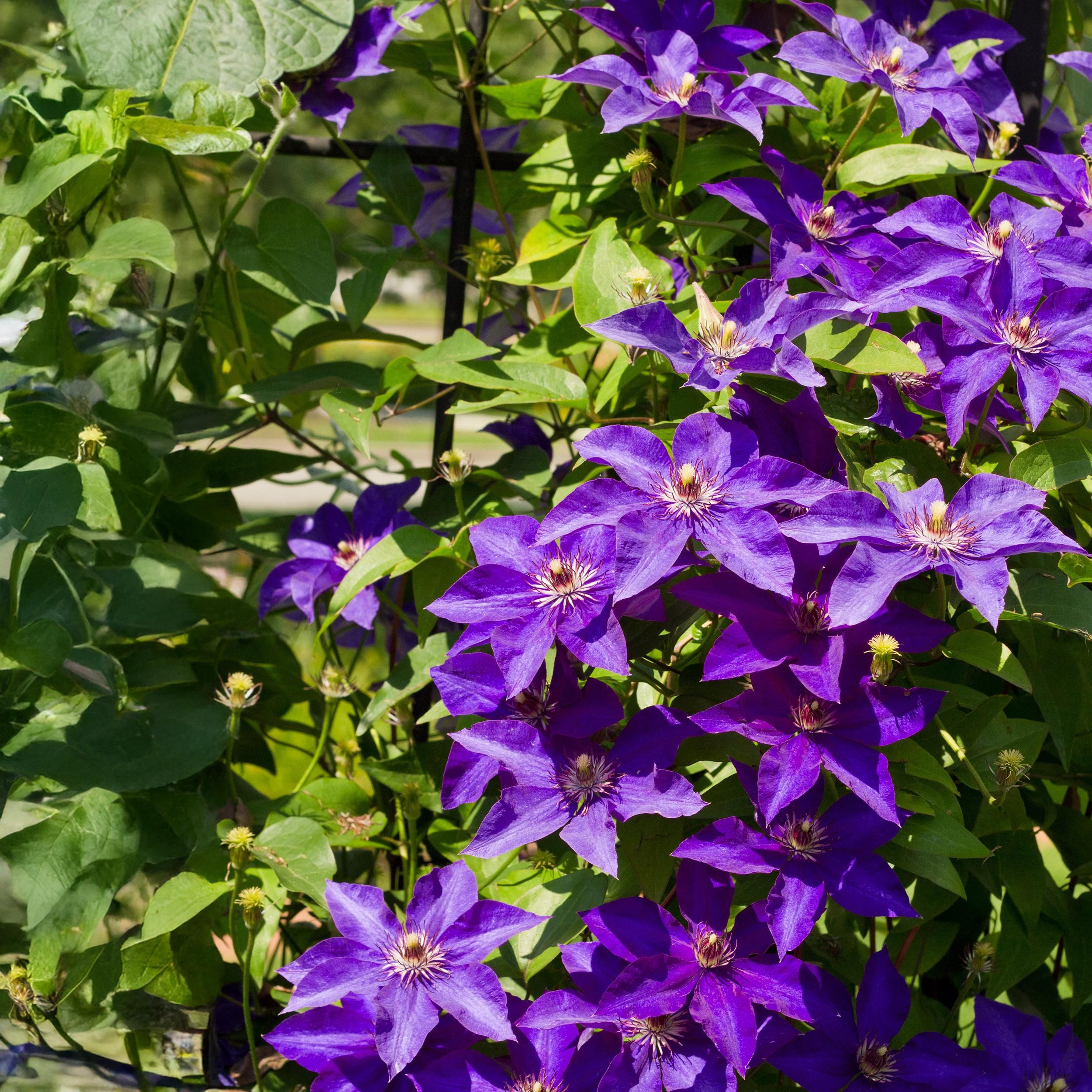 Kletterpflanze Clematis The President | Rosa Blüte | Wenig Pflege | 2 Pflanzen