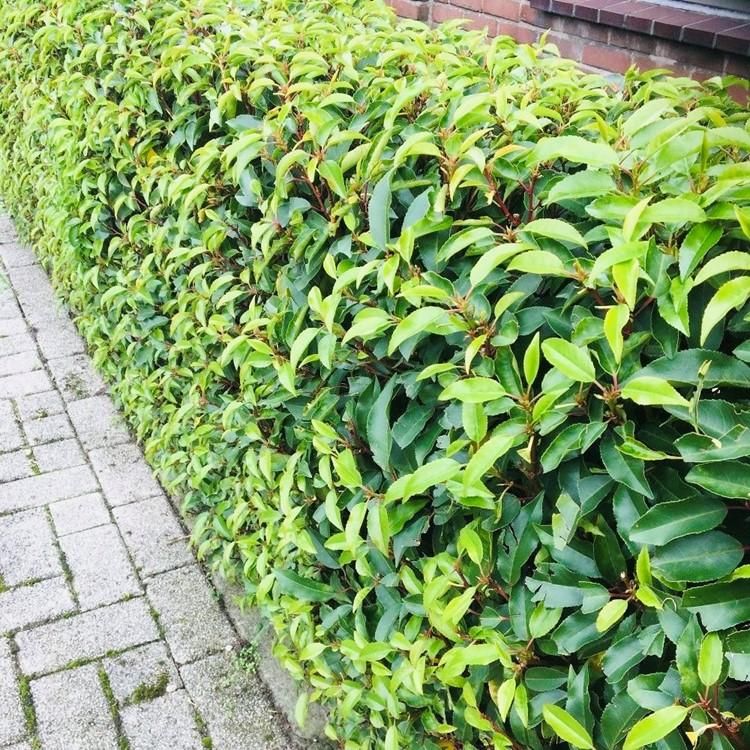 Prunus lusitanica Angustifolia Immergrün Heckenpflanzen – 6 Pflanzen für 1 Meter Hecke