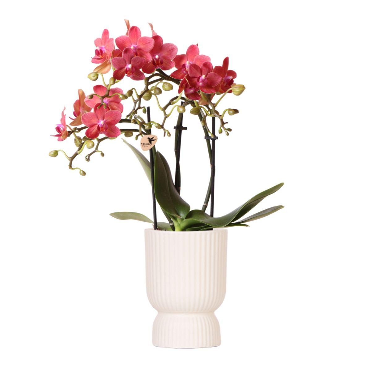 Phalaenopsis Orchidee Congo im Diabolo Travertin Topf