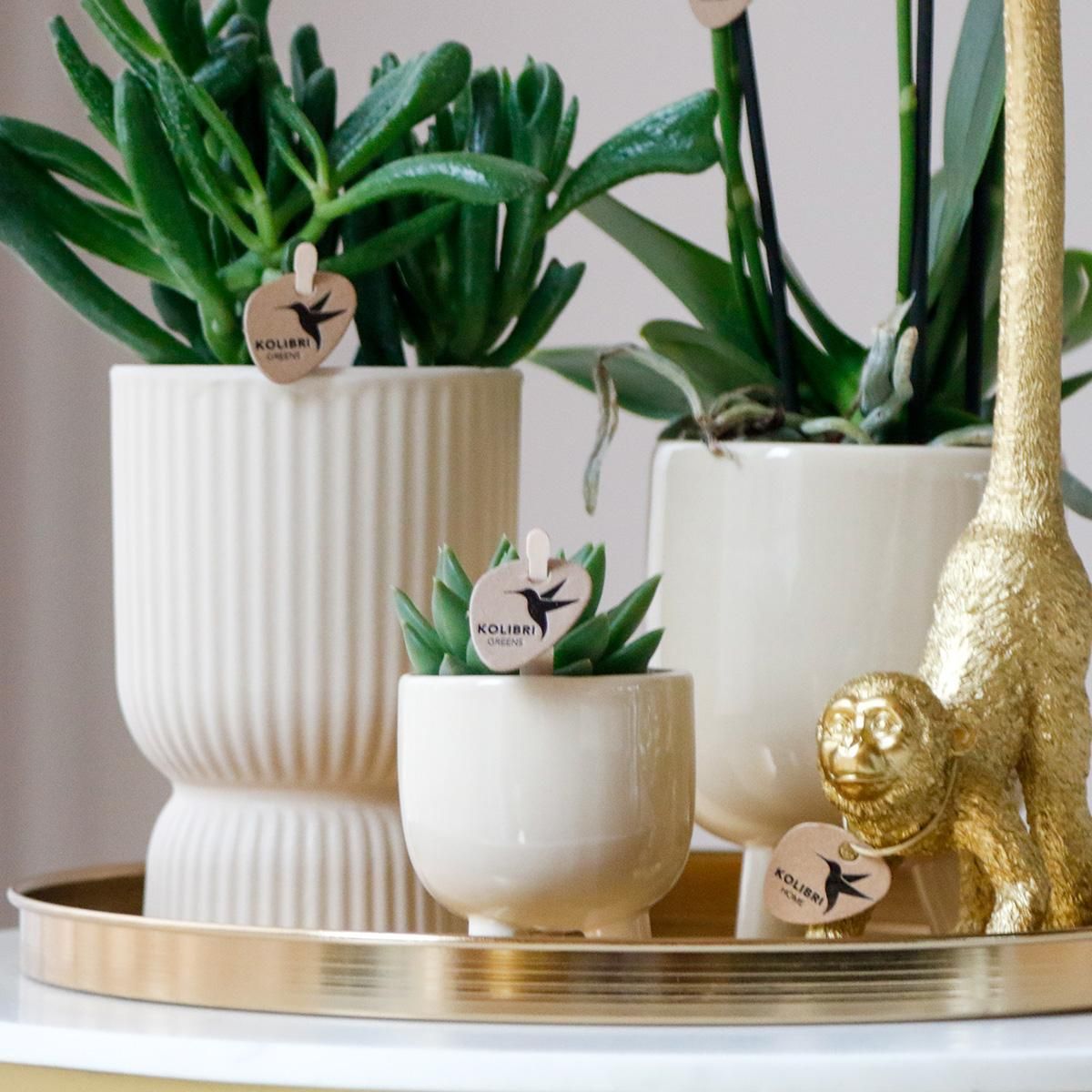 Phalaenopsis Orchidee mit Sukkulenten Luxury Living Set