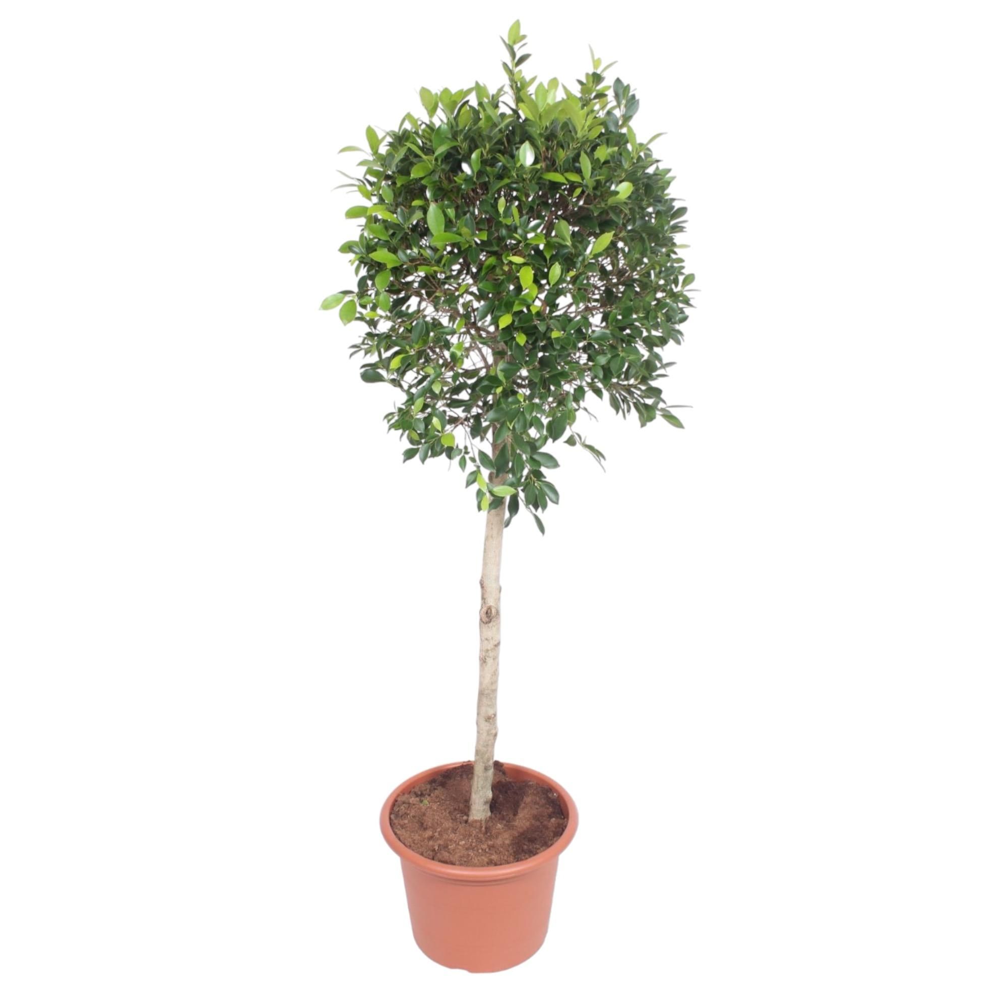 Ficus Nitida Baum für Innenräume