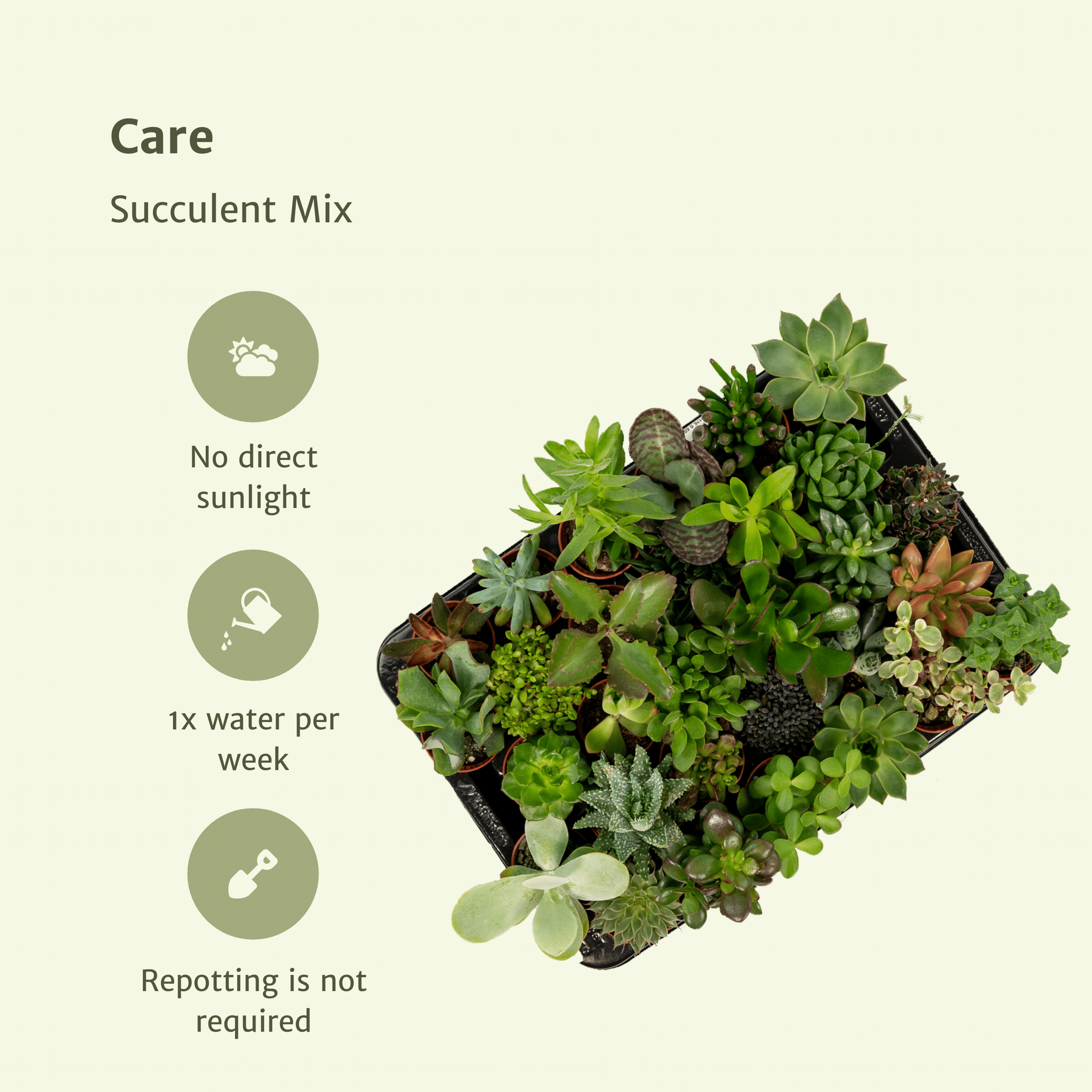 Sukkulenten Mix vielseitige Zimmerpflanzen