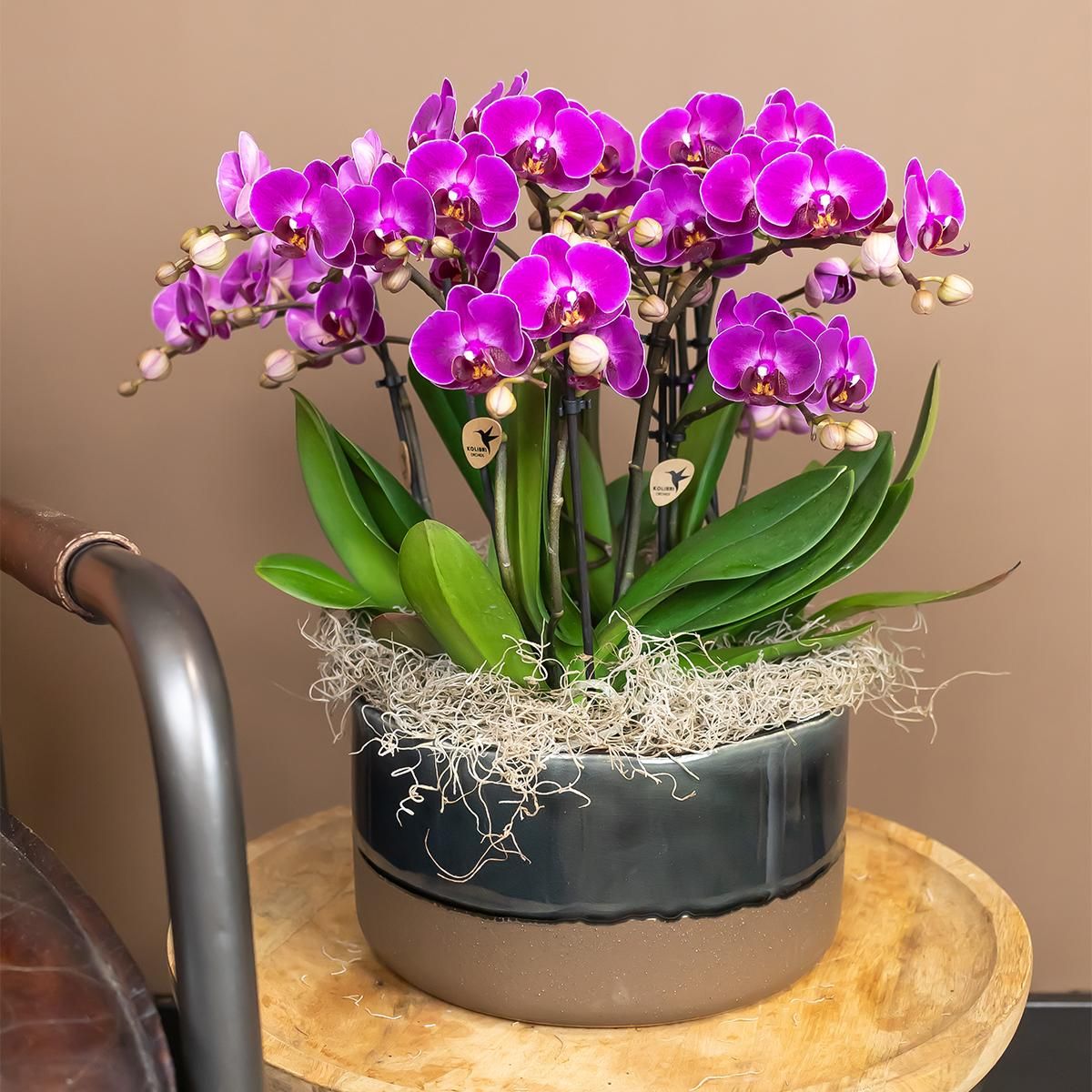 Phalaenopsis Orchidee Morelia violett