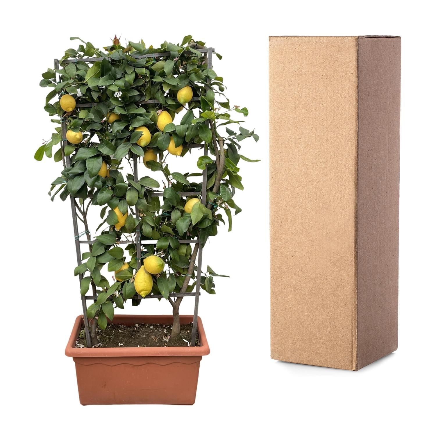Citrus Calamondin Zitronenbaum