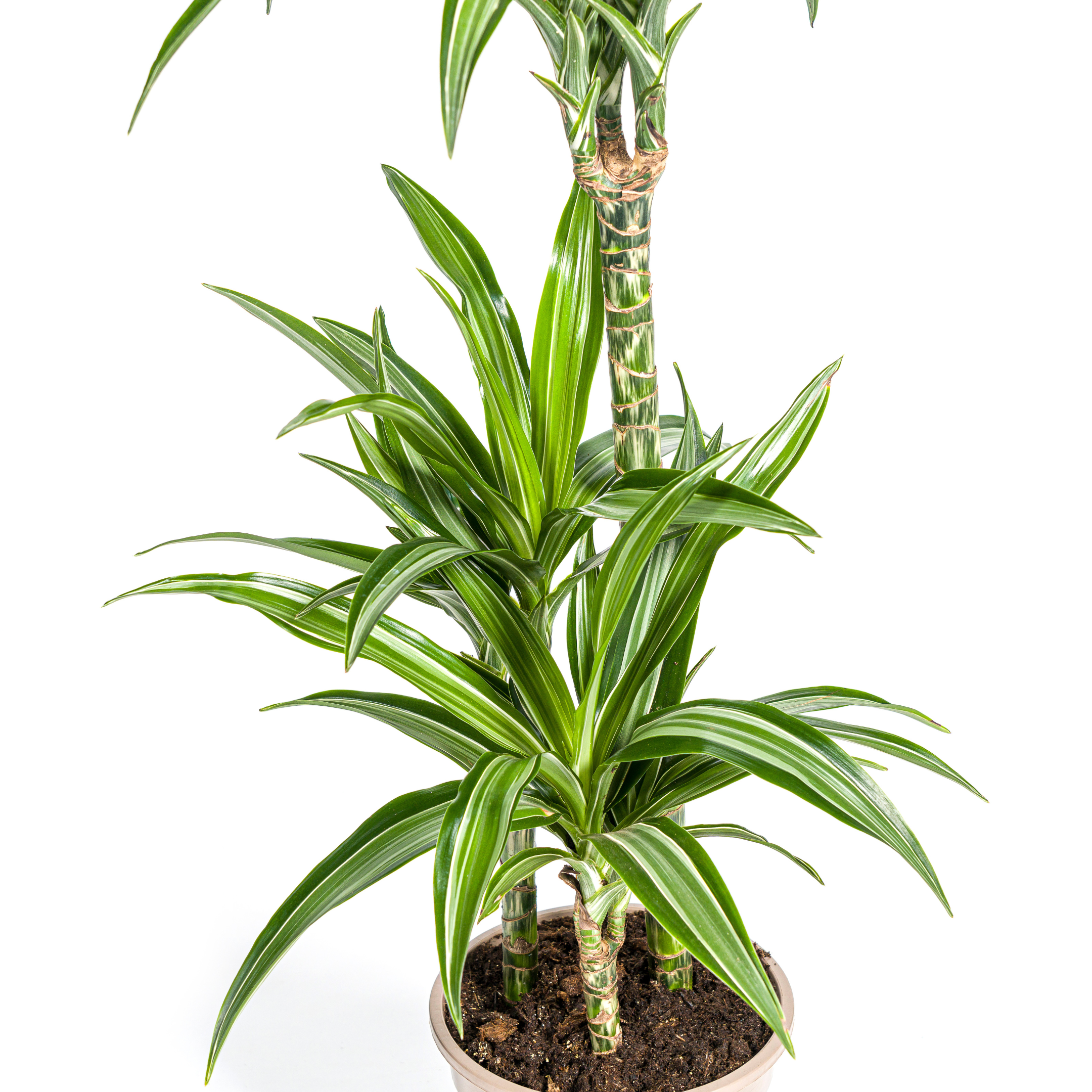 Dracaena Deremensis White Stripe | Ø21cm | 90-110cm Hoch