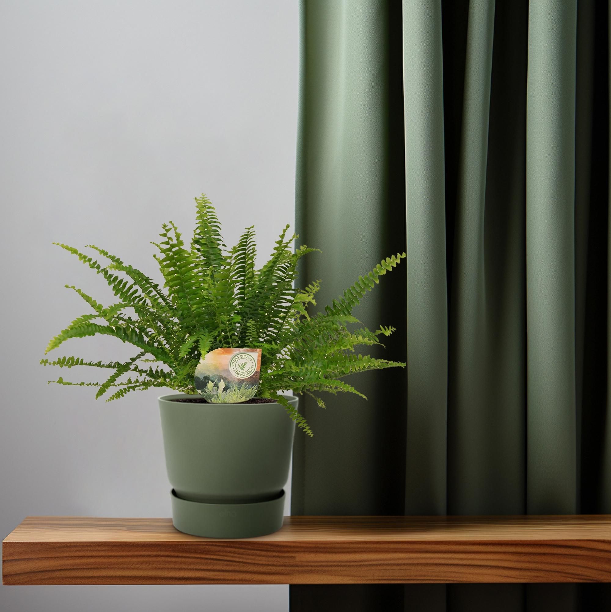Boston Farn Nephrolepis Green Lady Zimmerpflanze