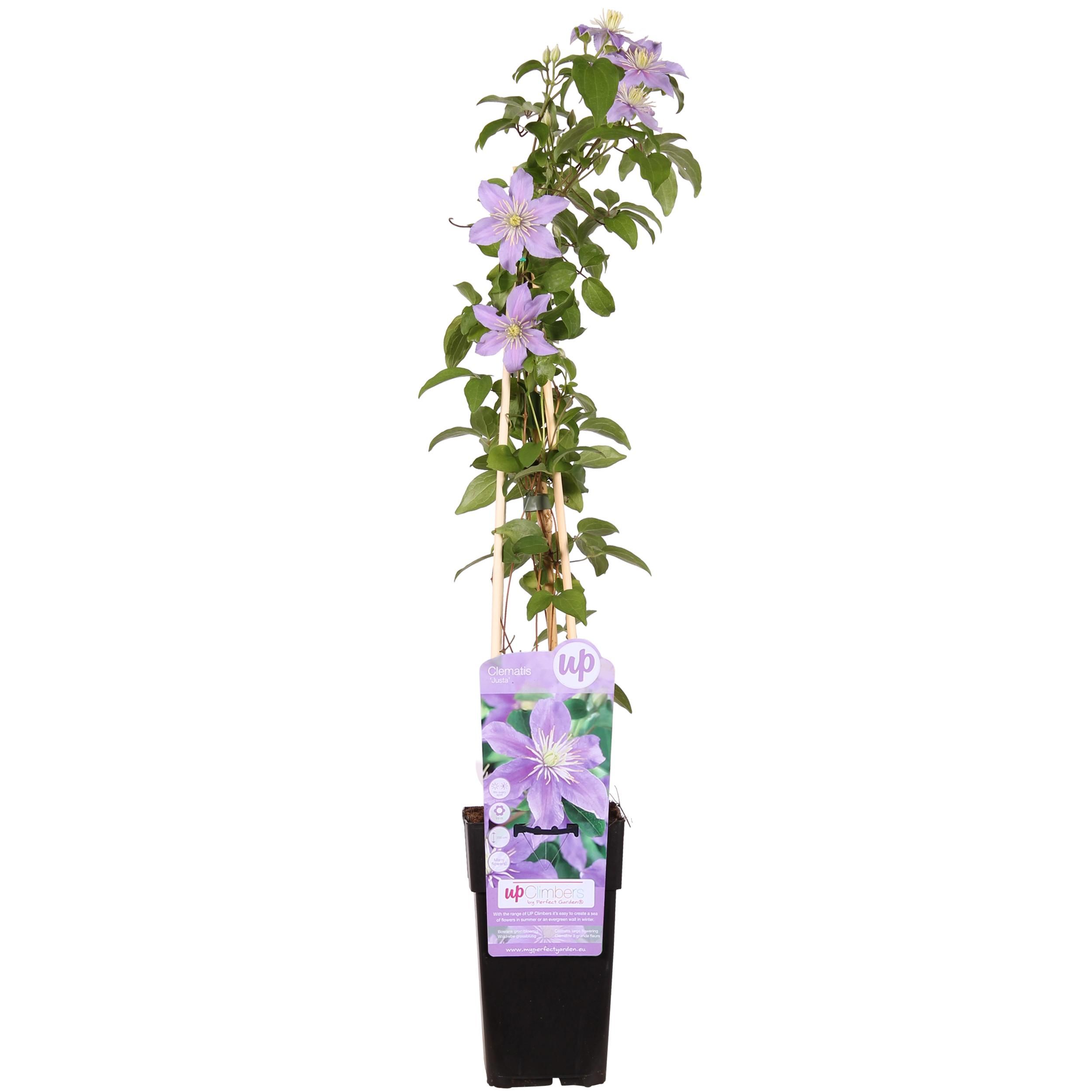 Clematis Justa Kletterpflanze mit Fliederblüten