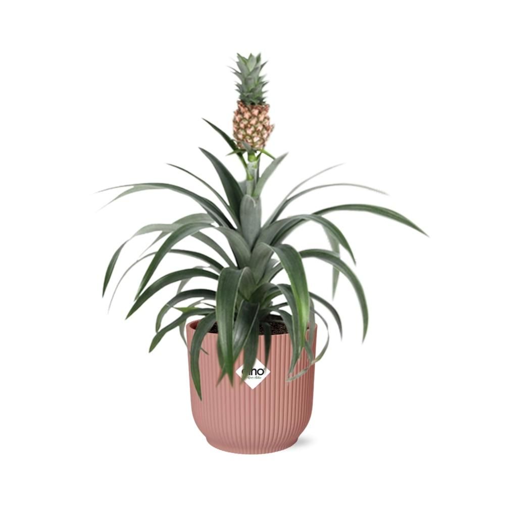 Ananas Pflanze Mi Amigo in ELHO Vibes Fold Topf