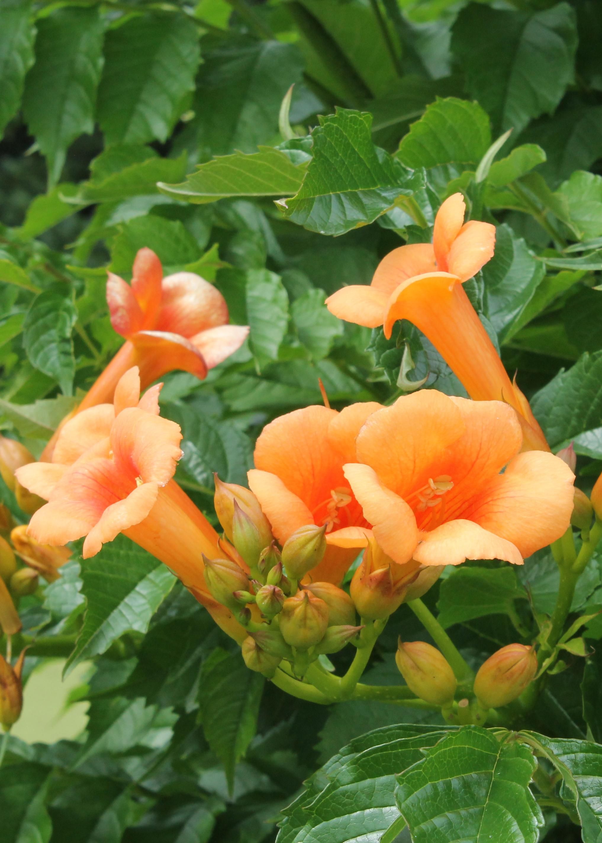 Campsis Indian Summer Trompetenblume Orange