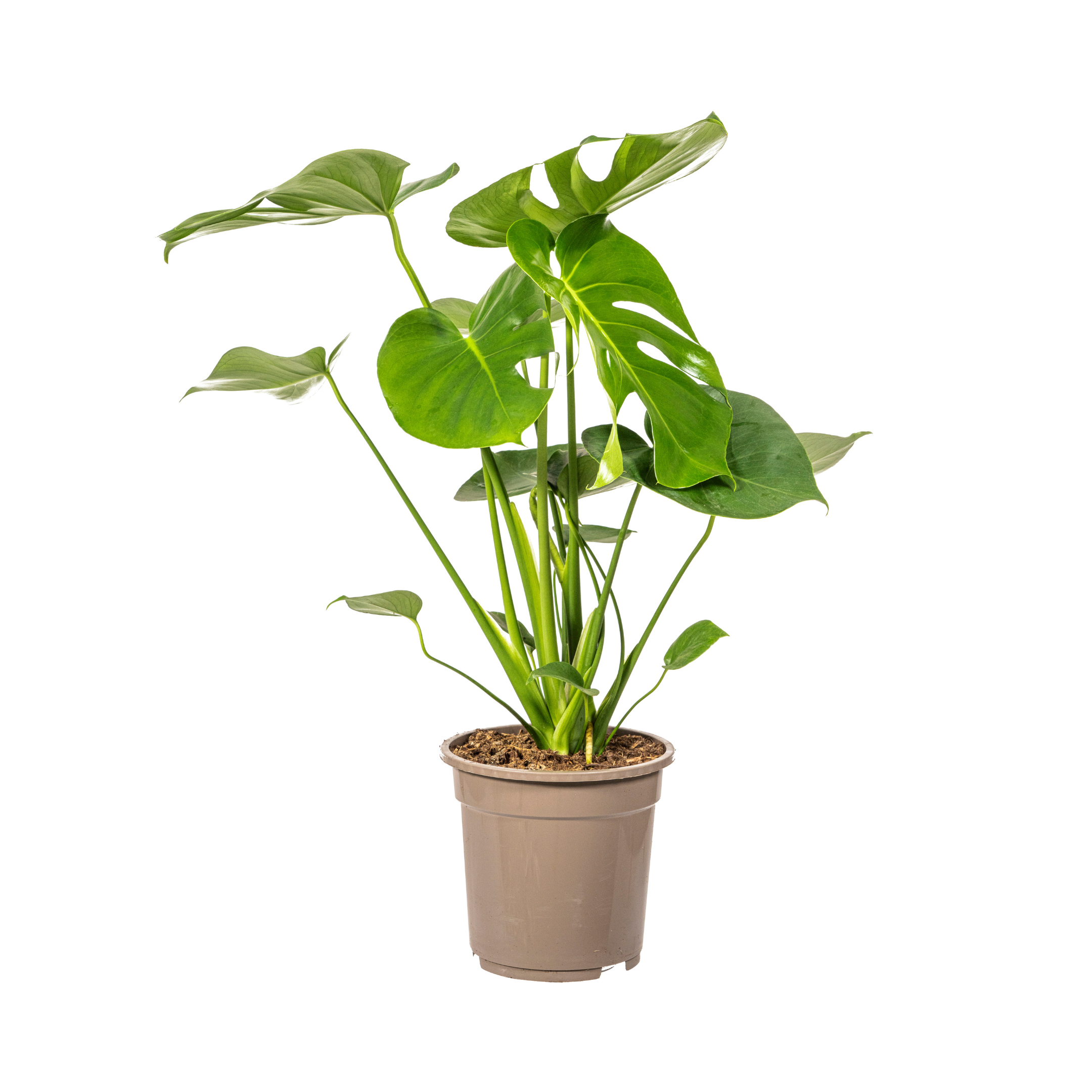 Monstera Tauerii Ø19cm – 70-90cm Hoch – Große Löcher