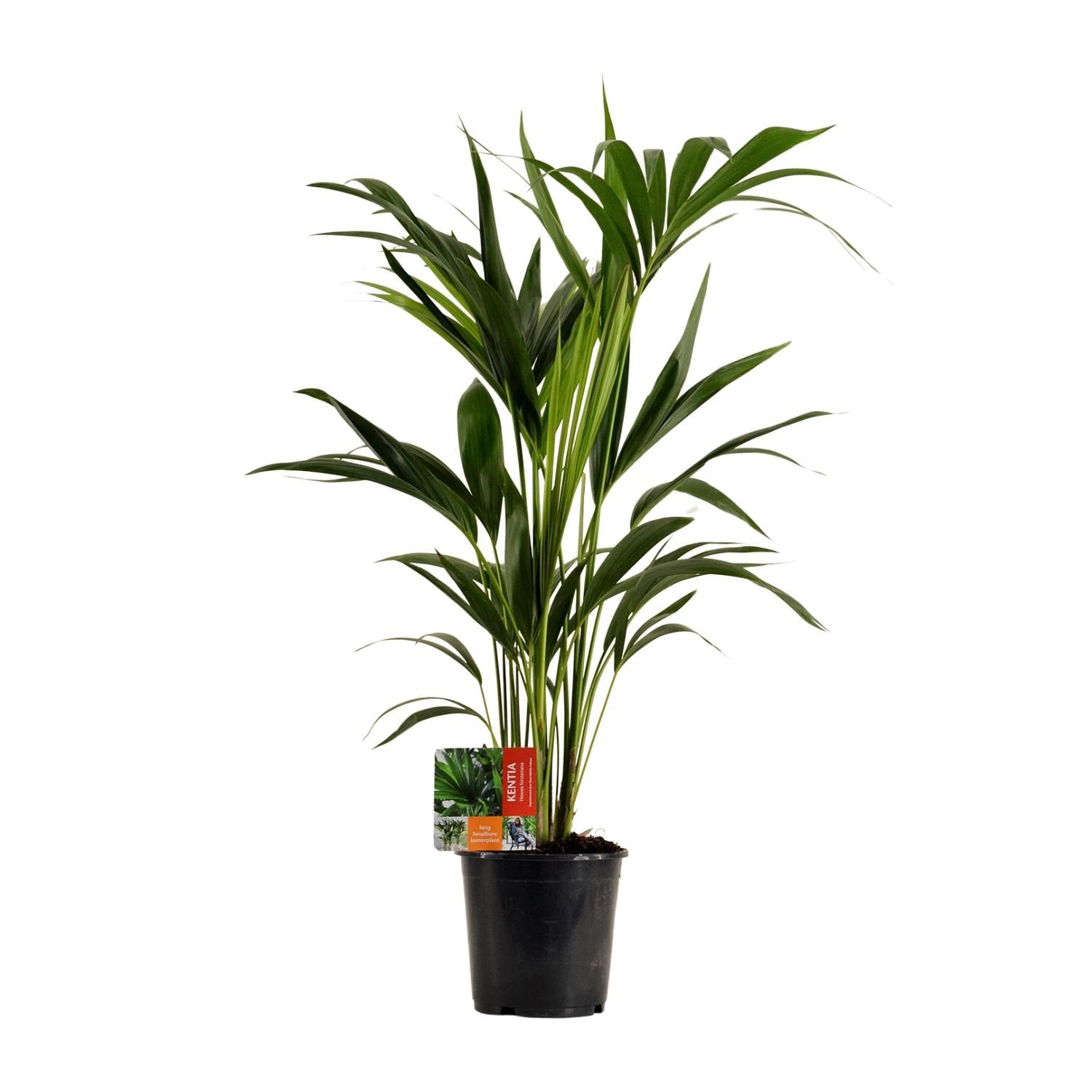 Kentia Palme Howea Forsteriana