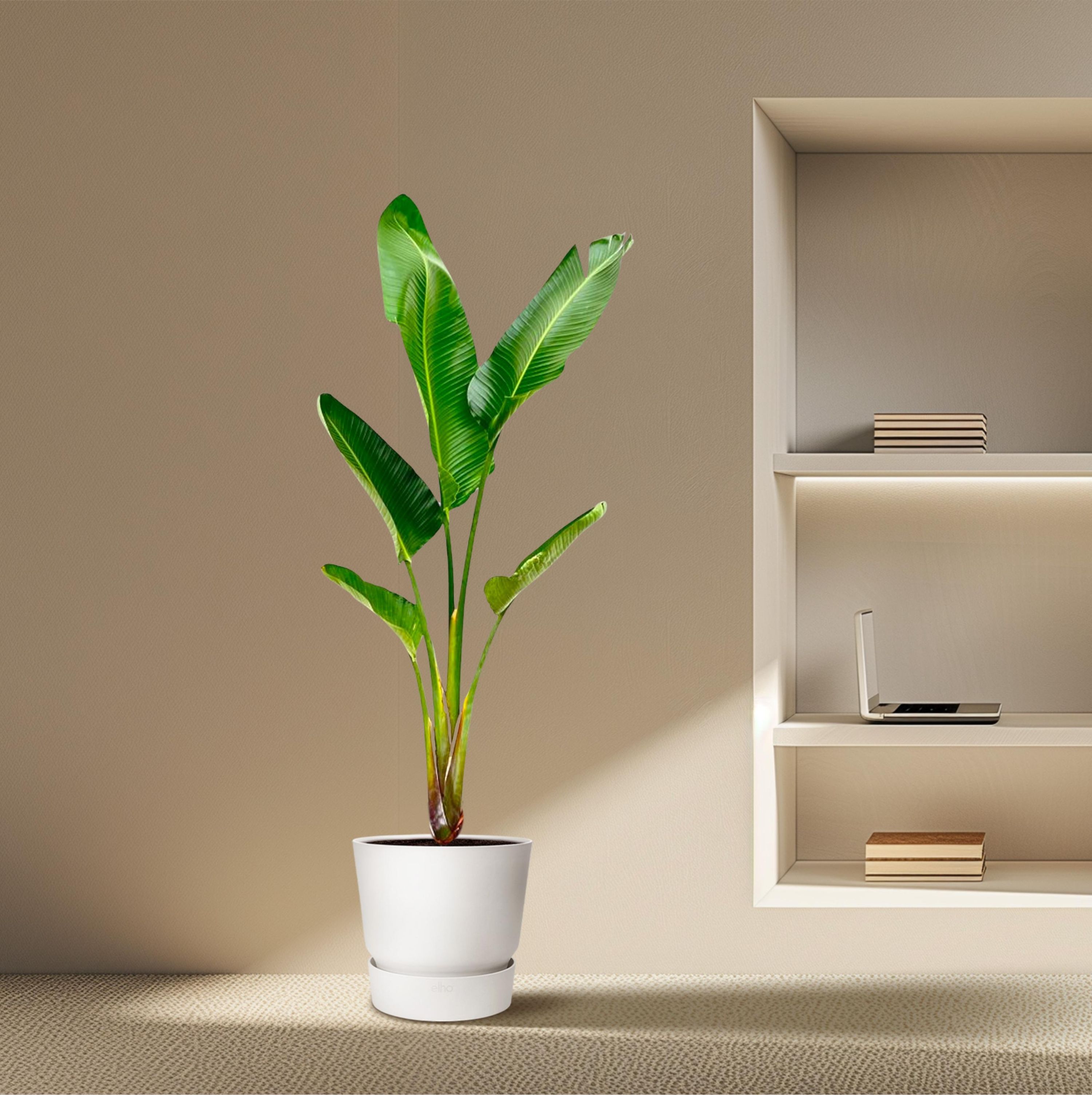 Strelitzia Augusta Zimmerpflanze mit weißen Blüten