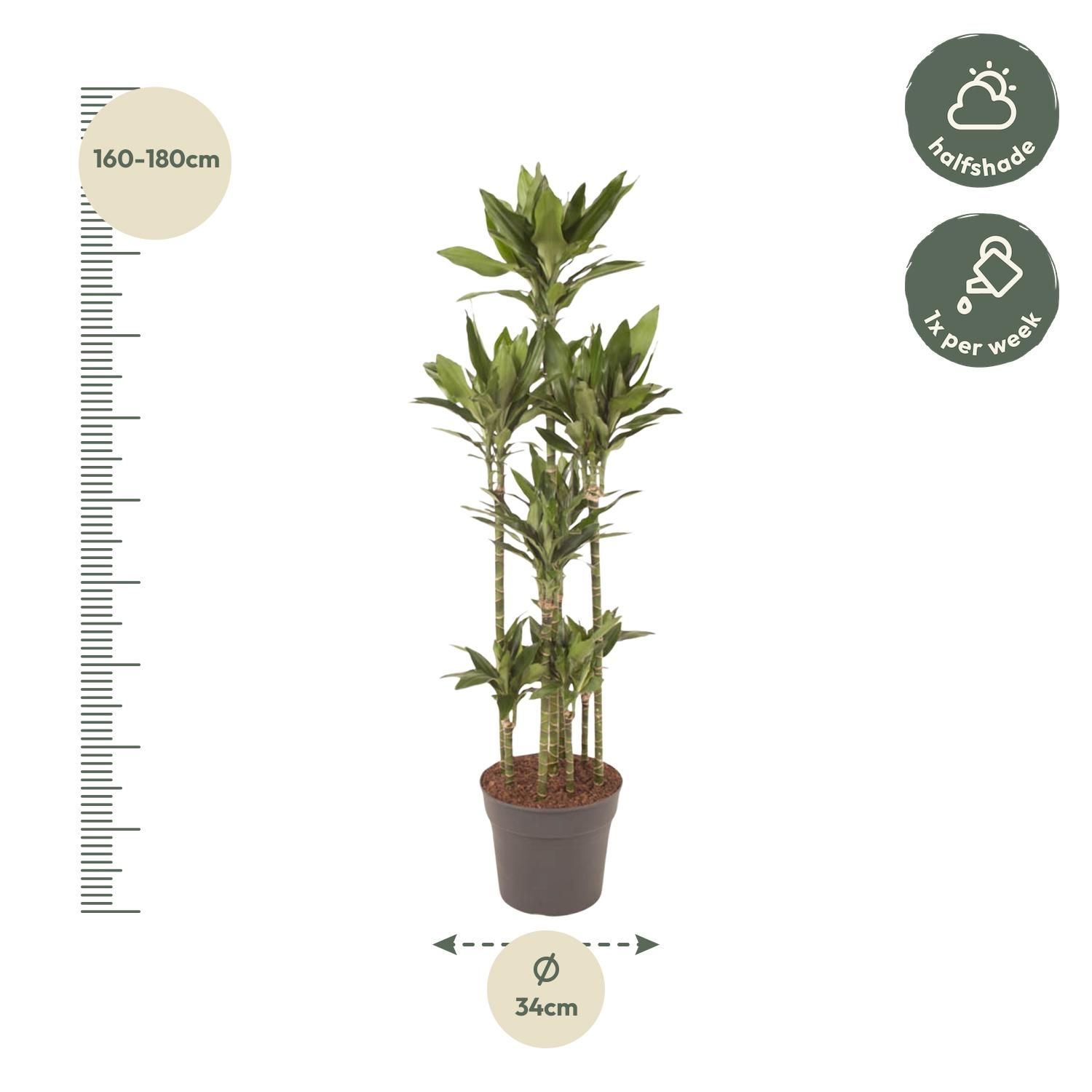 Dracaena Janet Craig Carrousel Zimmerpflanze