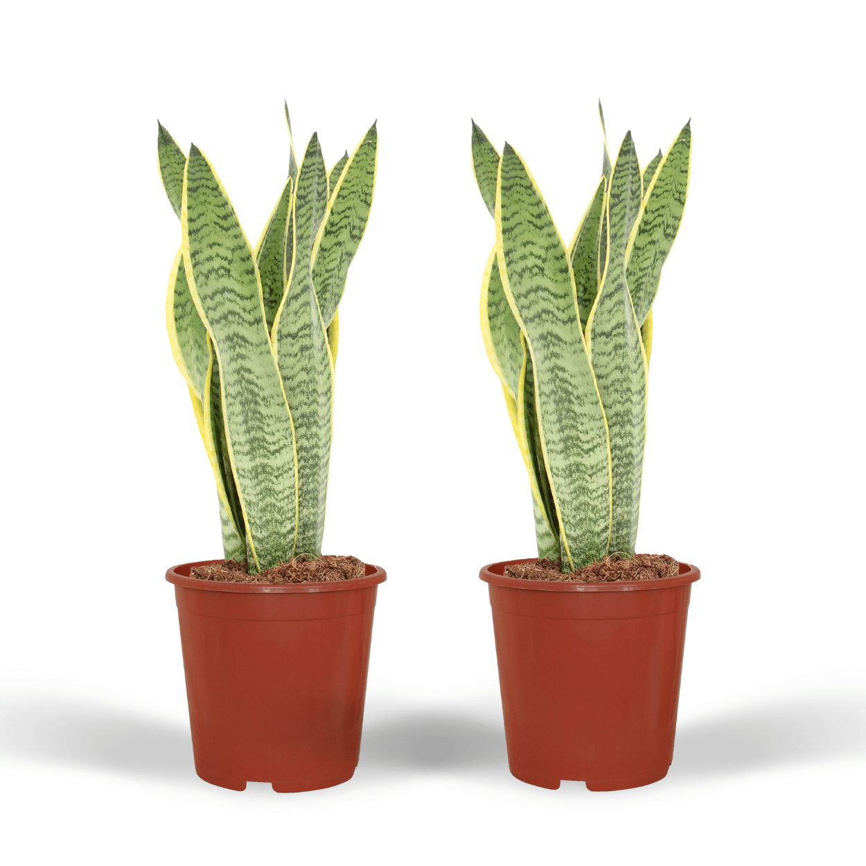 Sansevieria Laurentii Zimmerpflanze Frauenzunge