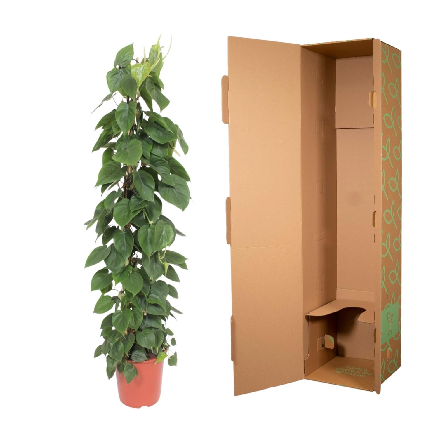 Philodendron Bipinnatifidum mit Gitterstütze